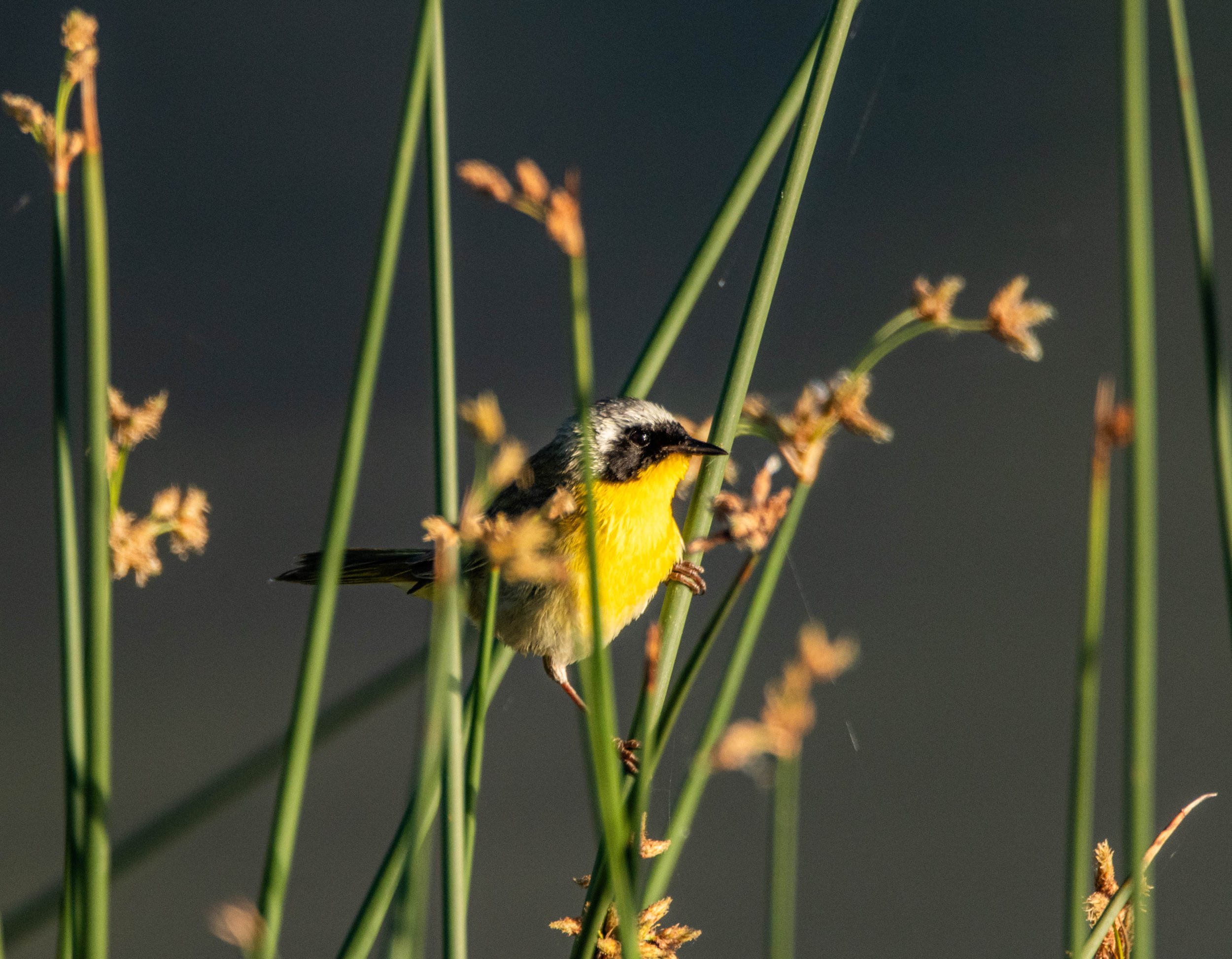 DSC_3981.jpg