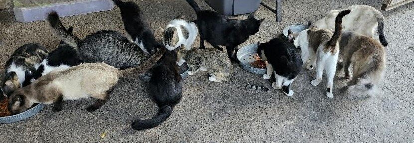 Community / Feral Cat Assistance
