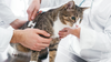Picture of Special Needs Cats — Best Friends for Life