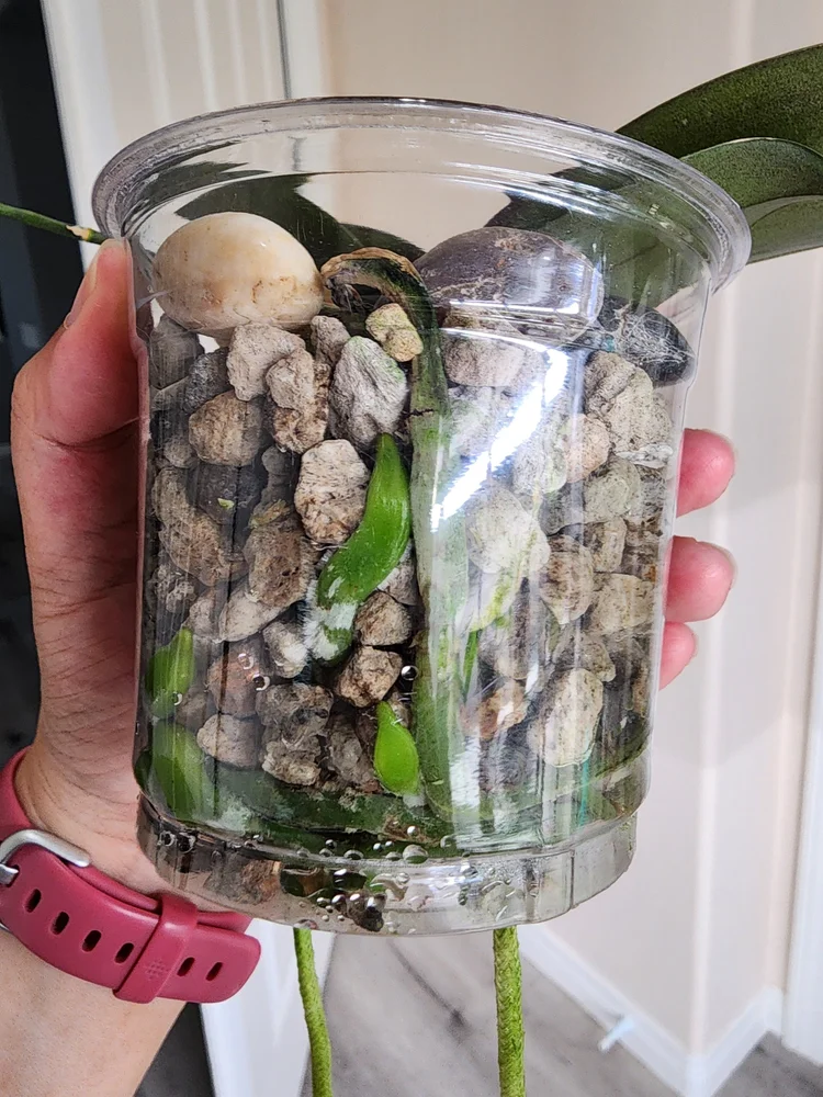 How I Saved My Orchids Using The Self Watering Method  Candid Ramblings