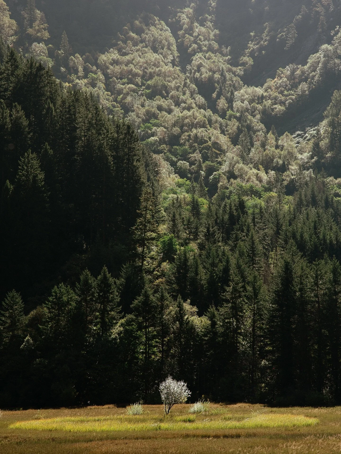 When reading about the burning bush it&rsquo;s always seemed far fetched or harder to visualize that scene. When we were in Jiuzhaigou we rounded a corner of lakes and sitting in the middle of this massive field was this&hellip;A simple, tree that qu