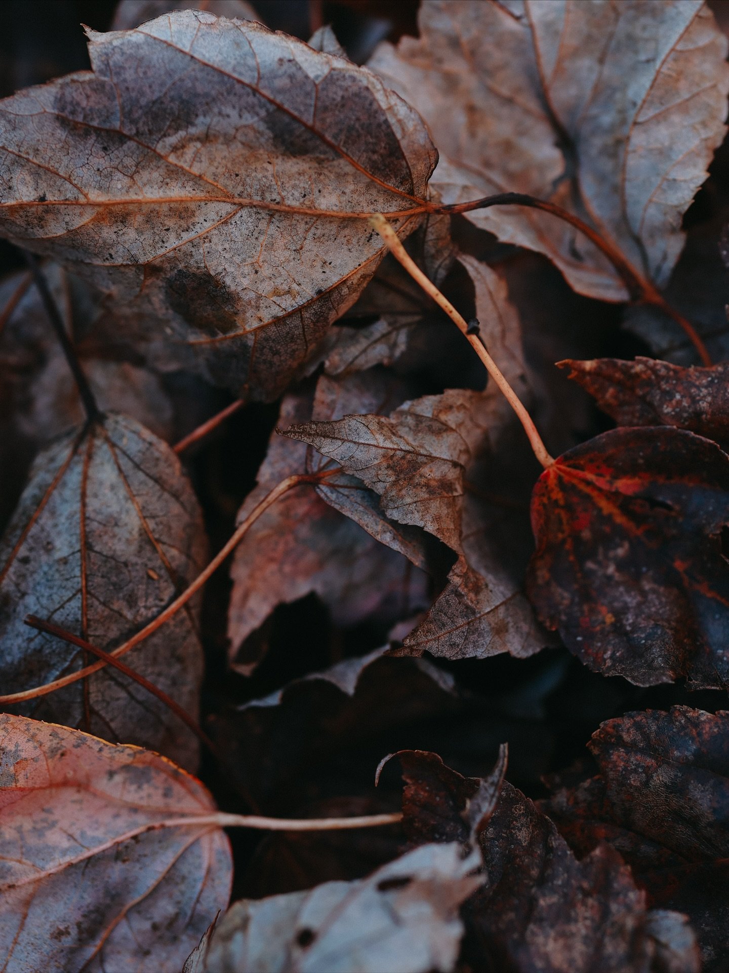 Some colors of fall in our yard 💛🍁