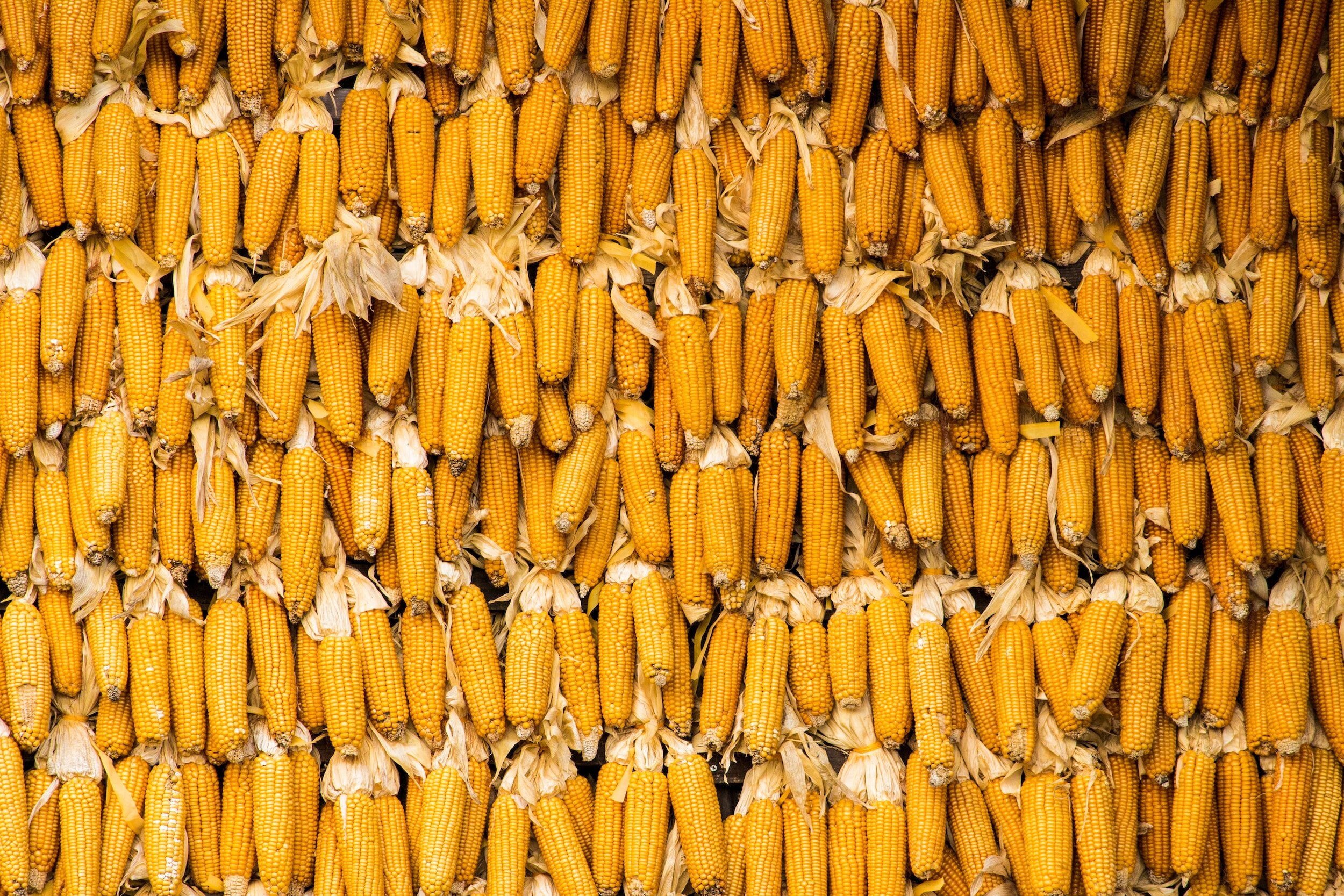 ethics library case study It’s Corn!