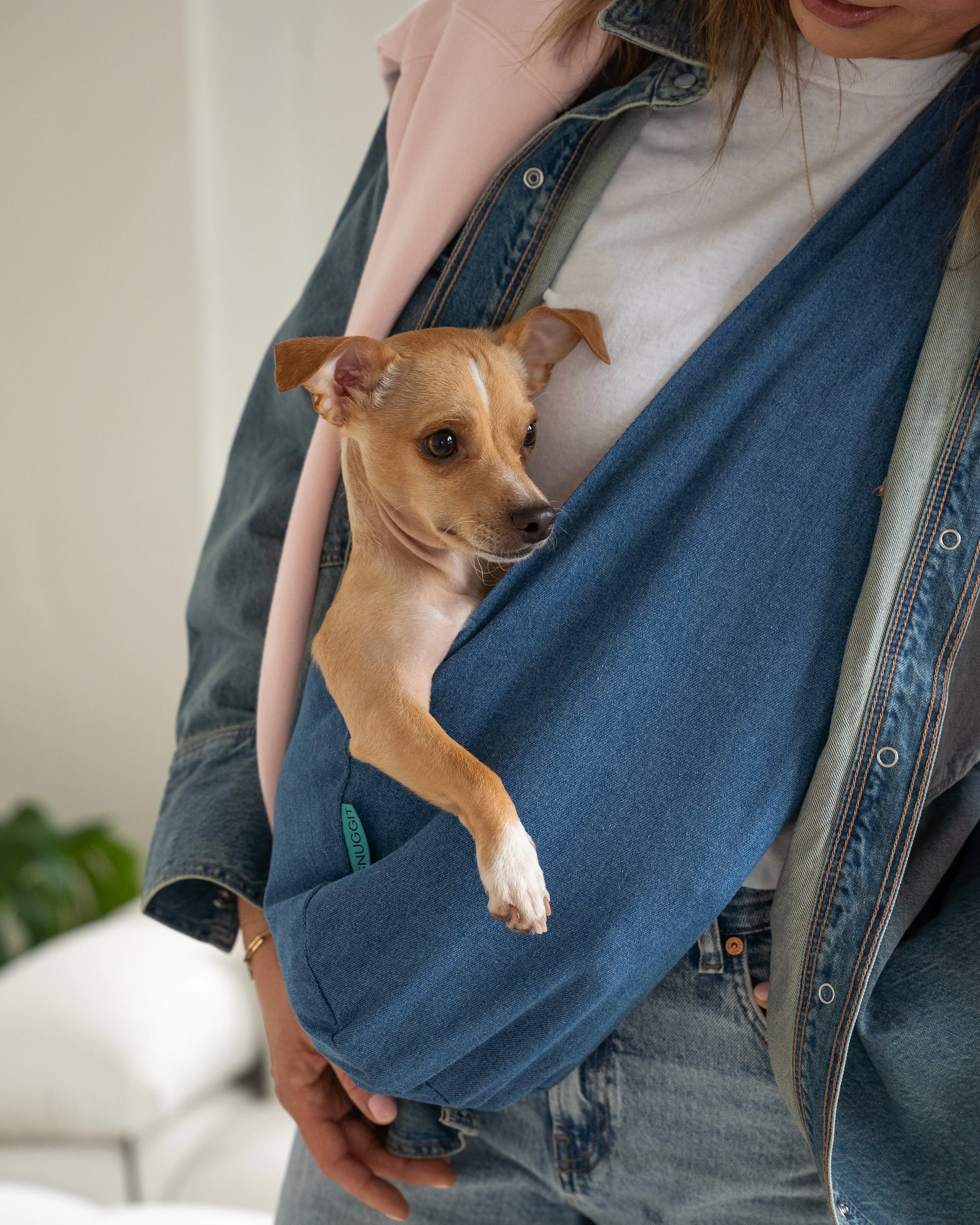 A woman holding a small tan dog with white markings in a front pocket of her denim jacket inside a home.