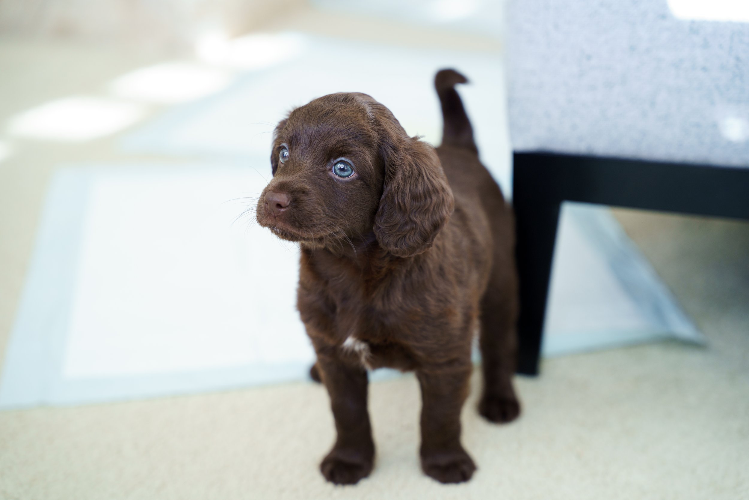 Brown puppy with blue eyes standing on a light-colored floor.