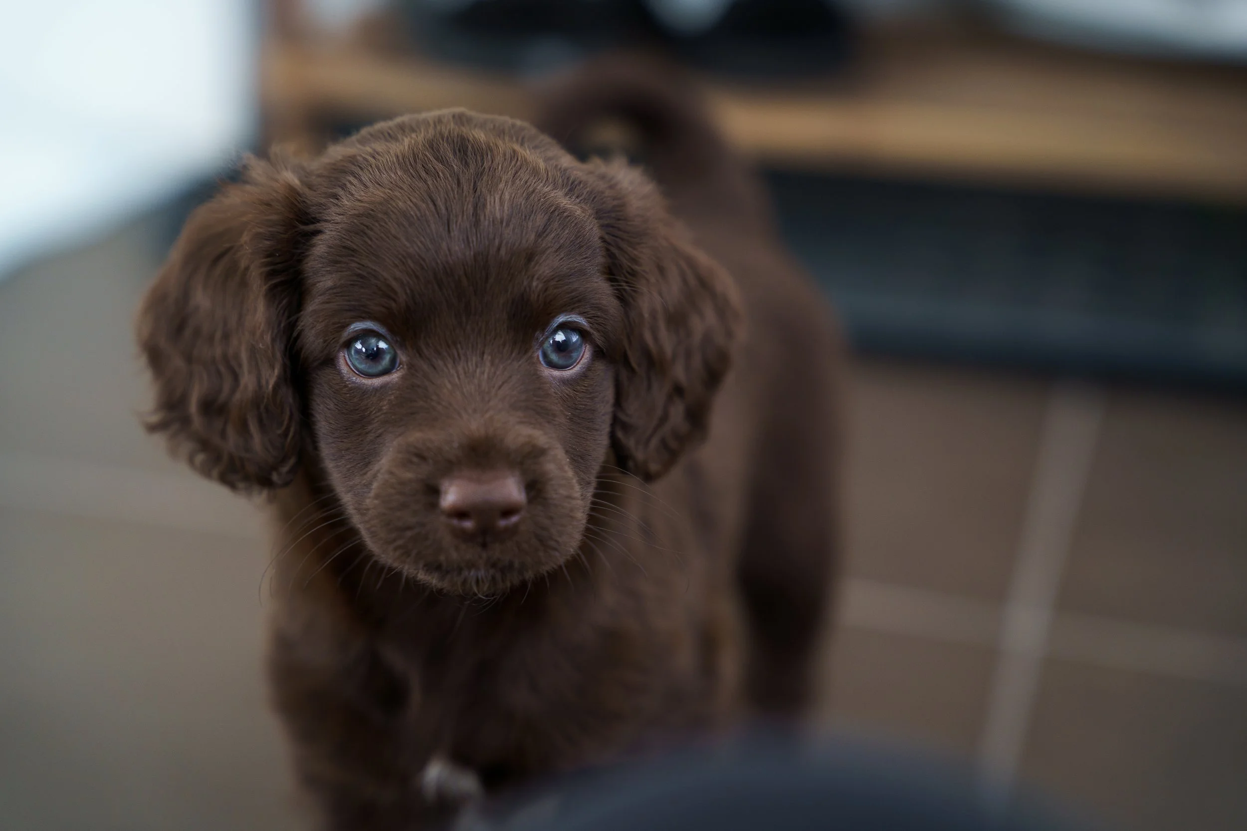 Close-up of a brown Labrador Retriever puppy with blue eyes, indoors.