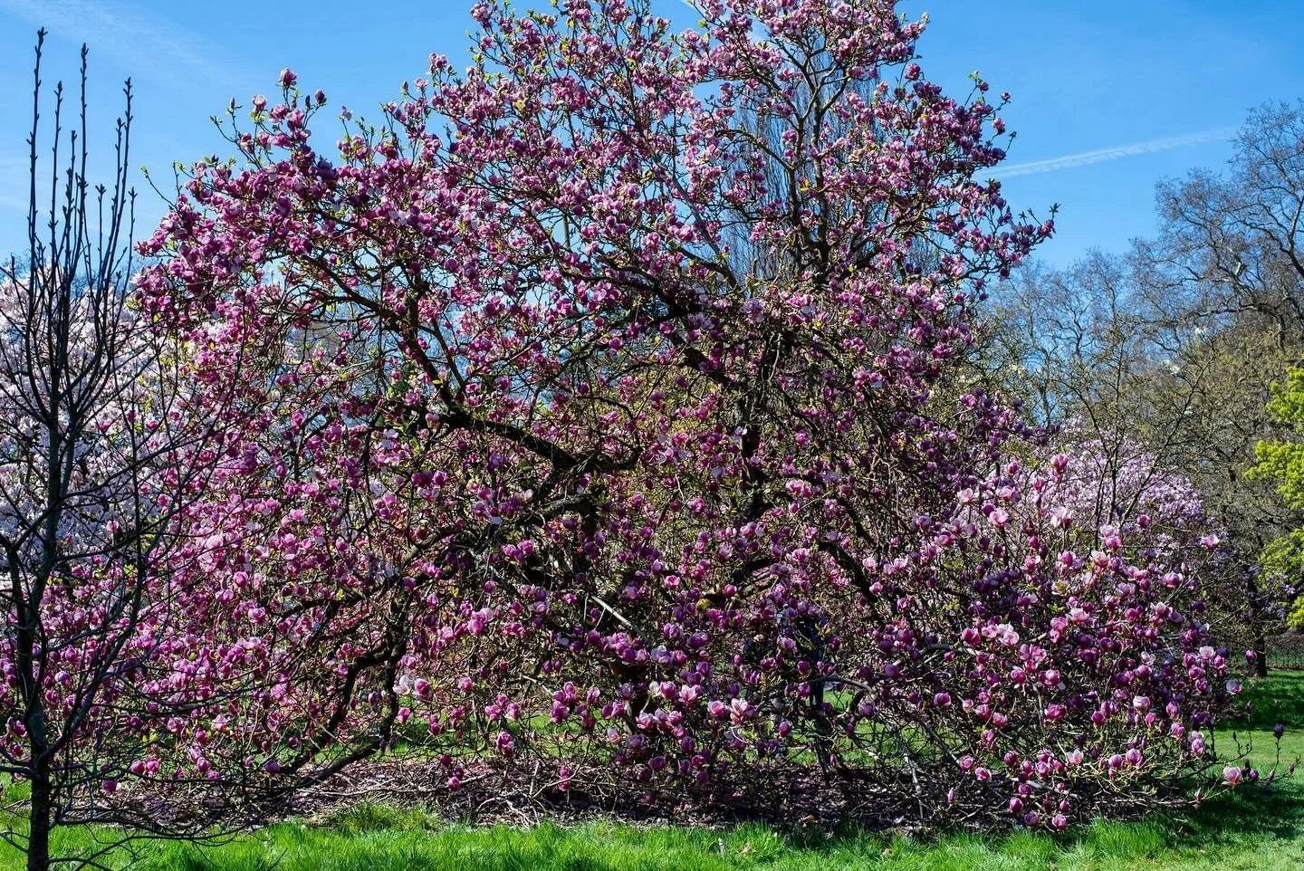The tree that inspired my latest painting.