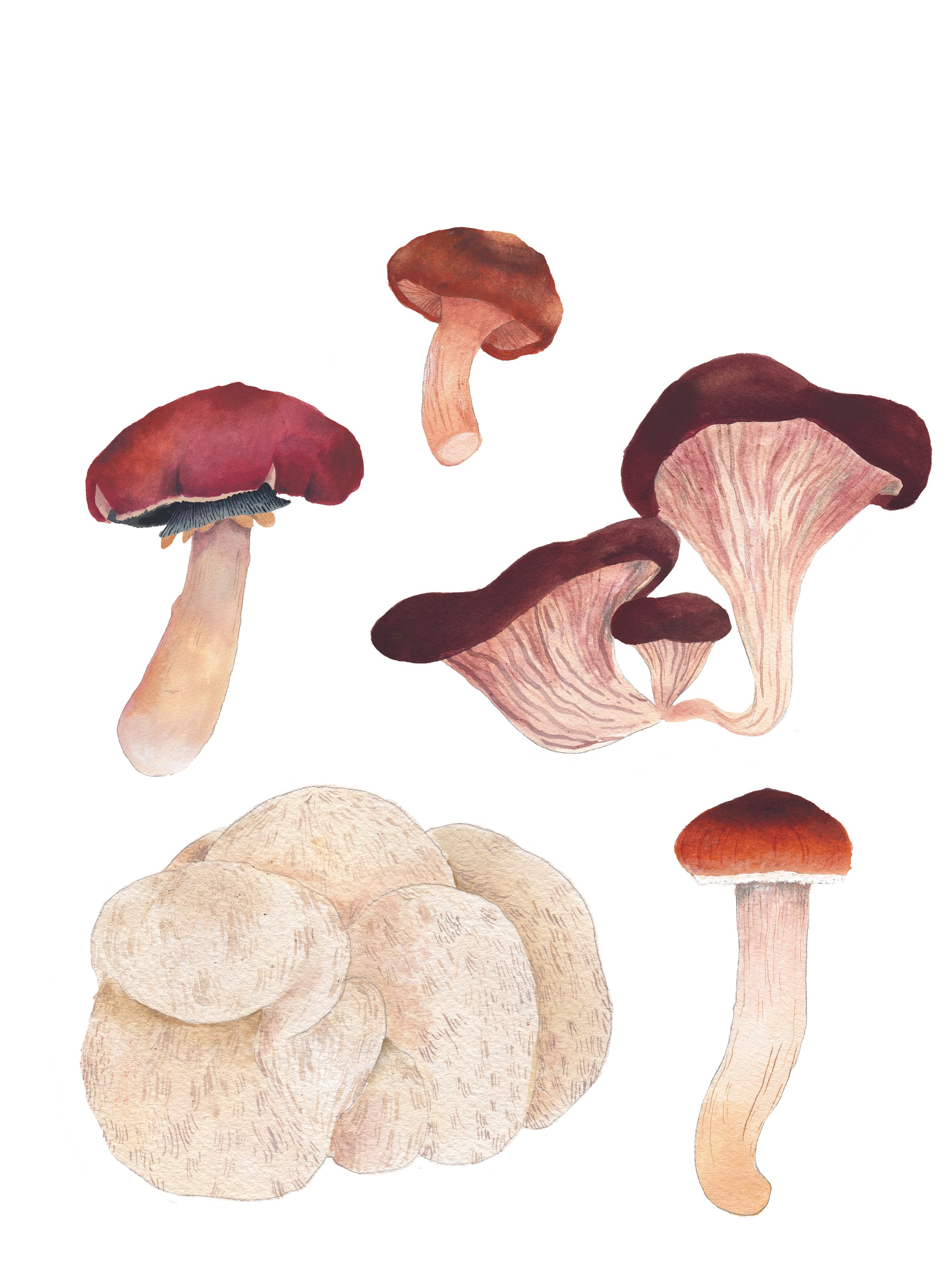 9-Planche_5_champignons-ULMER.jpg