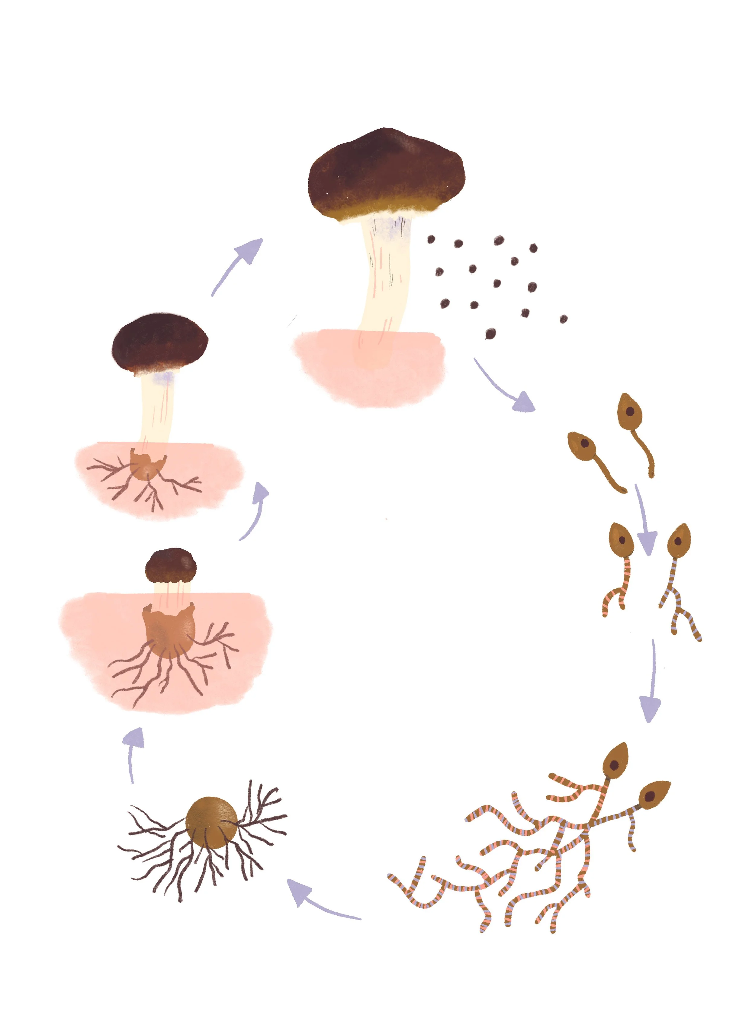 1-cycle-champi.jpg