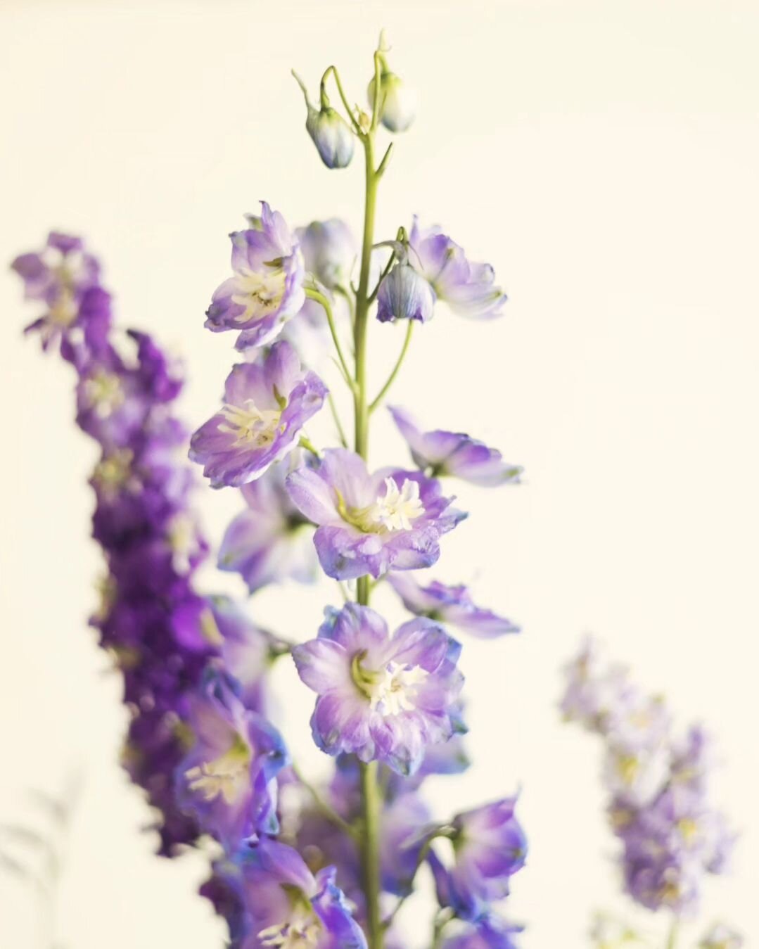 Delphinium violet 🪻
.
.
.
#photographie #fleurs #floral #photofleur