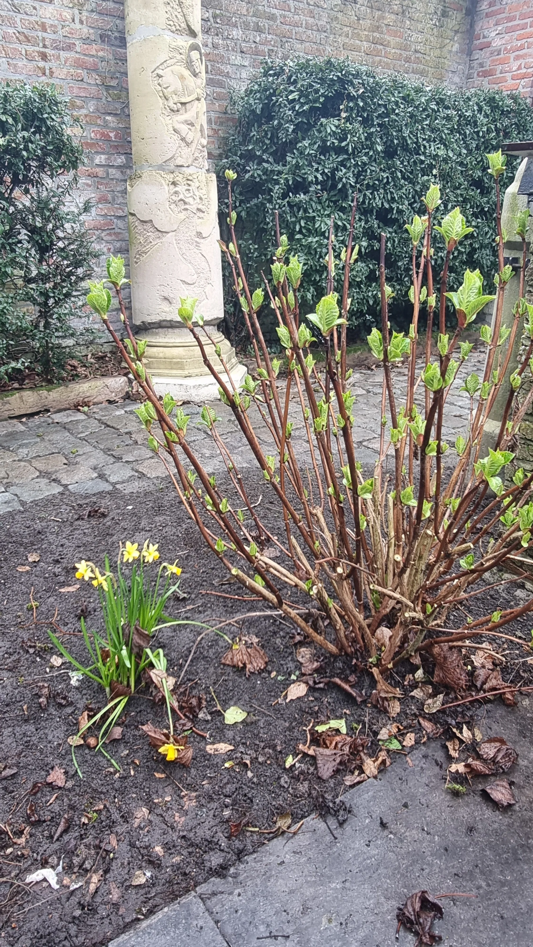 Snoeien op den Den Doel 28  februari 2026