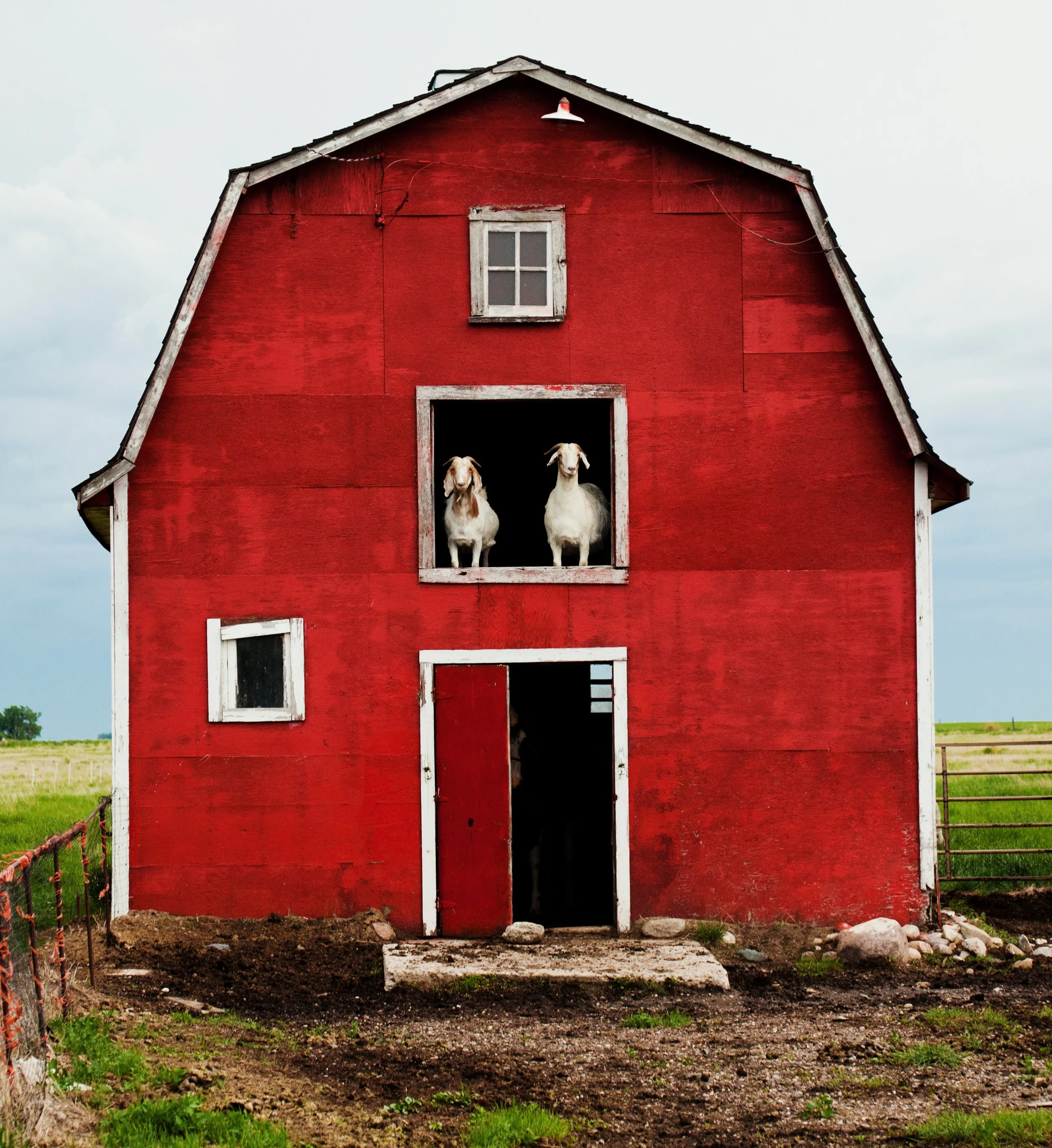 Red barn with two goats looking out of an upper window, situated on a farm with green fields.