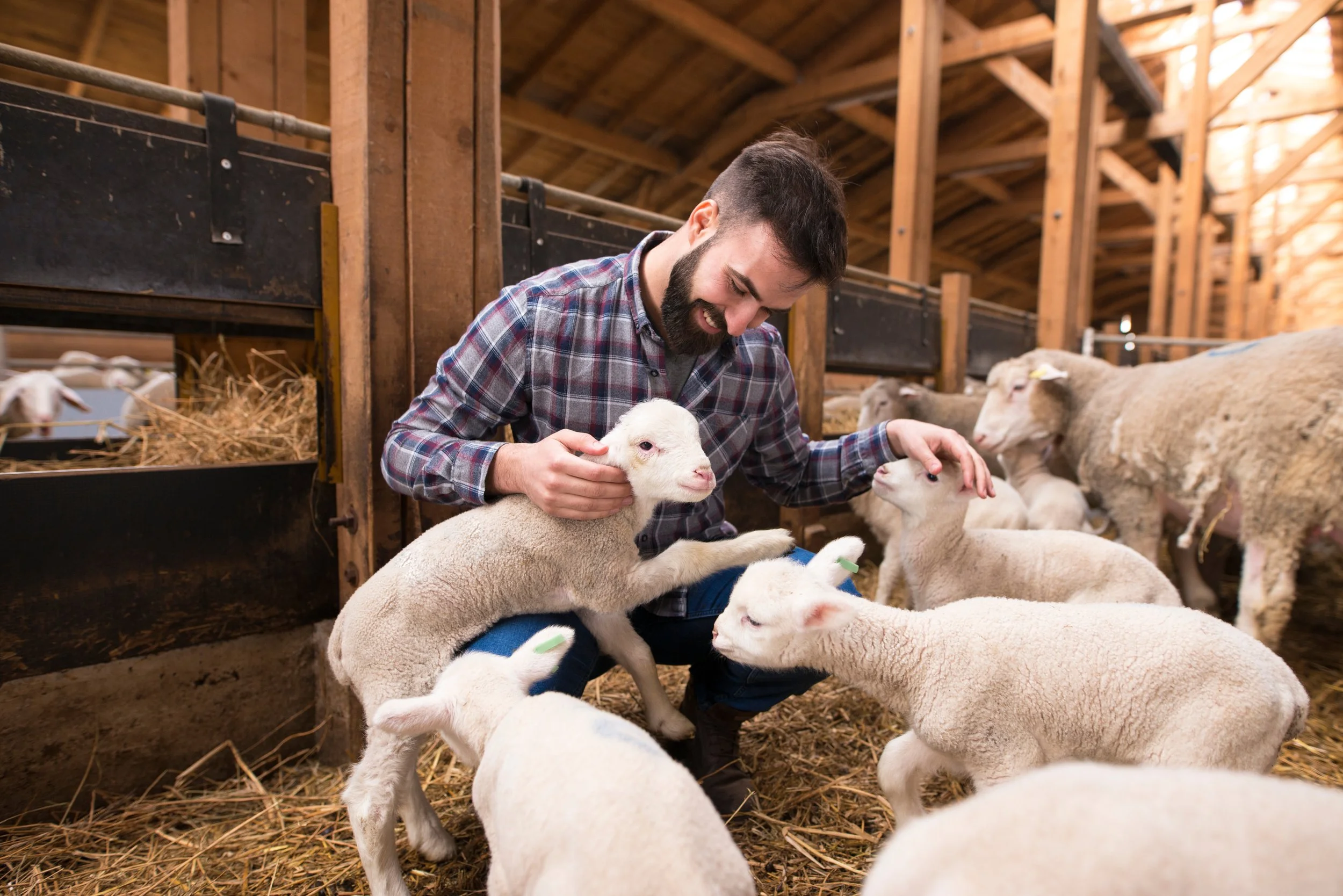 A man in a plaid shirt playing with lambs inside a wooden barn.