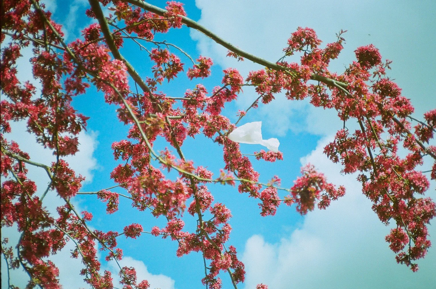 Fujifilm 200 Apr 26_7.jpg