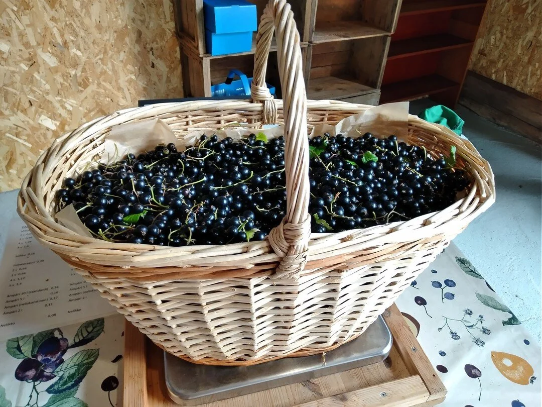 Terveellisyyden huippua tarjolla :) Mattssonin Luomumarjatilalla.
Mustaherukkaa ja vadelmaa ❤

#luomu #luomuruoka #organic #l&auml;heelt&auml;parempaa #hyv&auml;&auml;suomesta