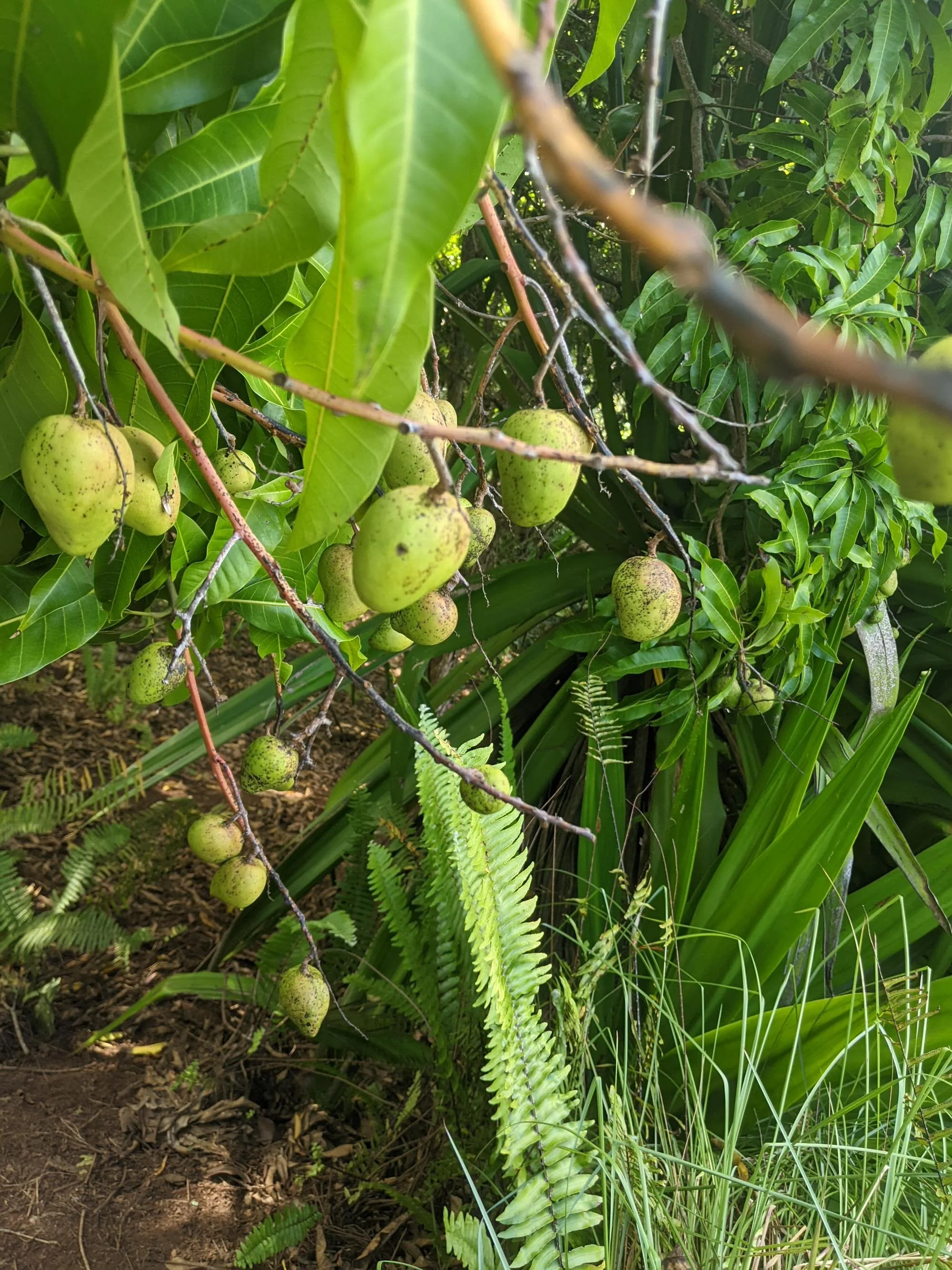 Kalalau g.jpg