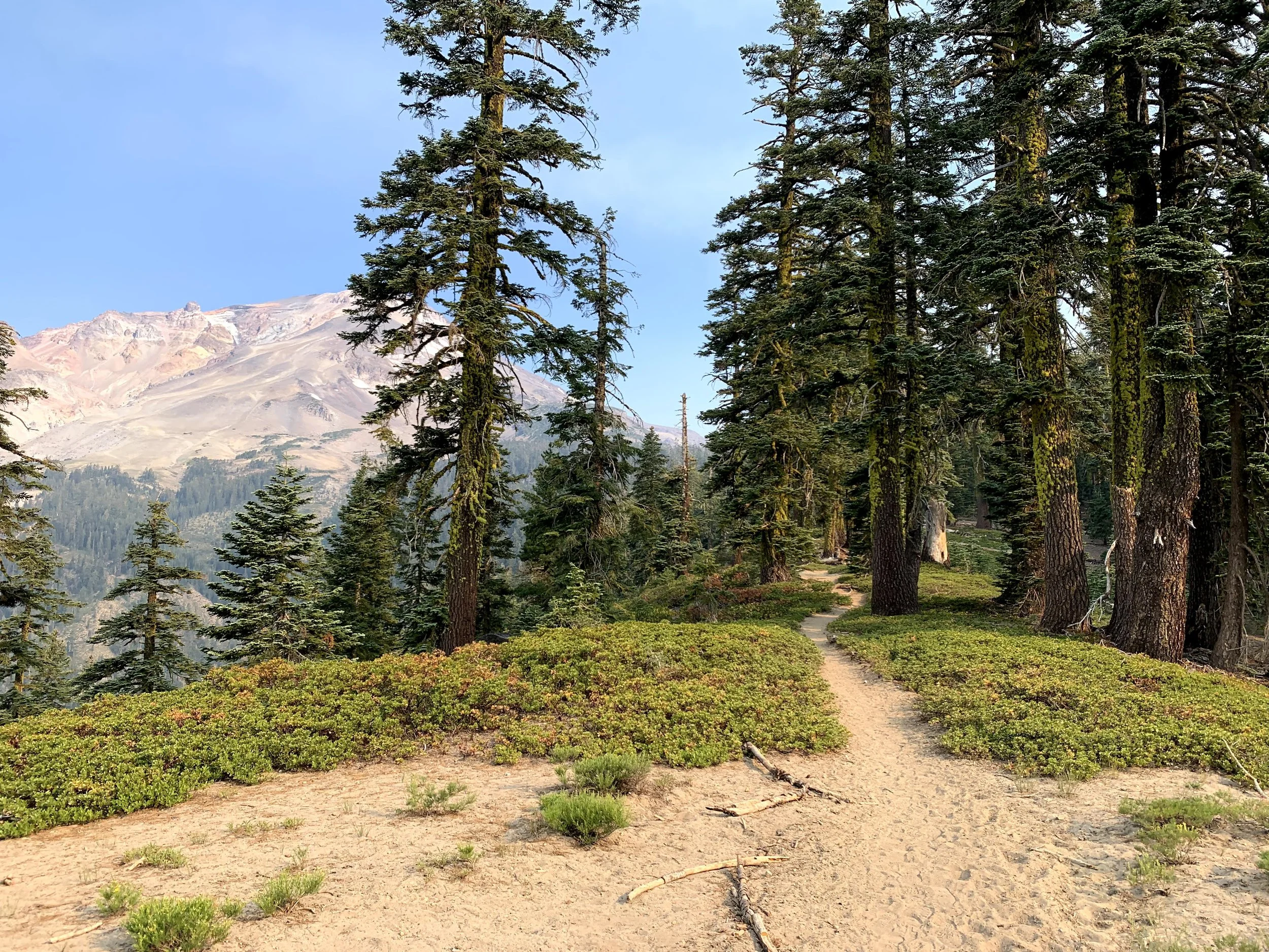 Shasta D1 12.jpeg