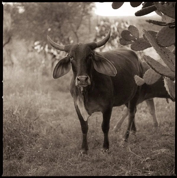 Bull, Pozos, Mexico.jpg