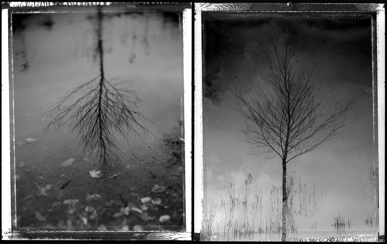 twotrees_1.jpg
