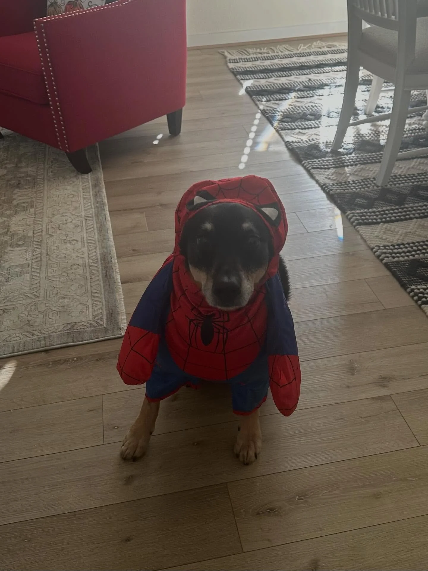 Happy birthday to our 11 year old pup! He still loves to run and play. 😍 

Happy Halloween all!

#spiderpup #dogsofinstagram