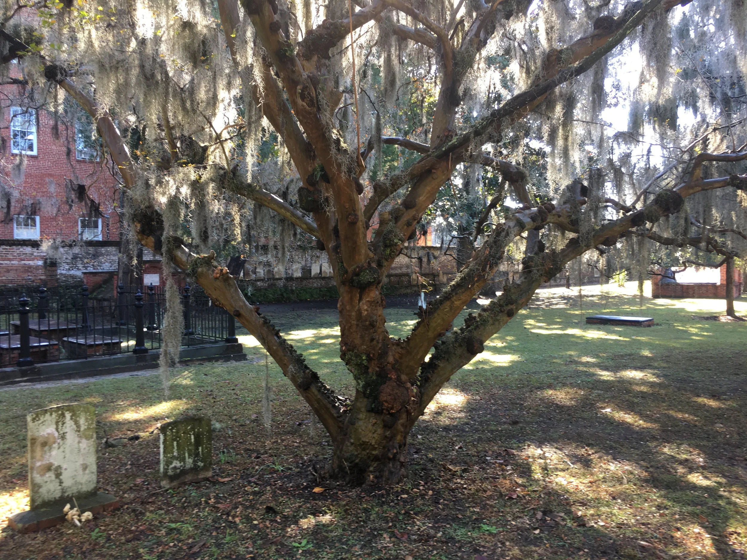 Crepe Myrtle 2 - Colonial Park Creepy.JPG