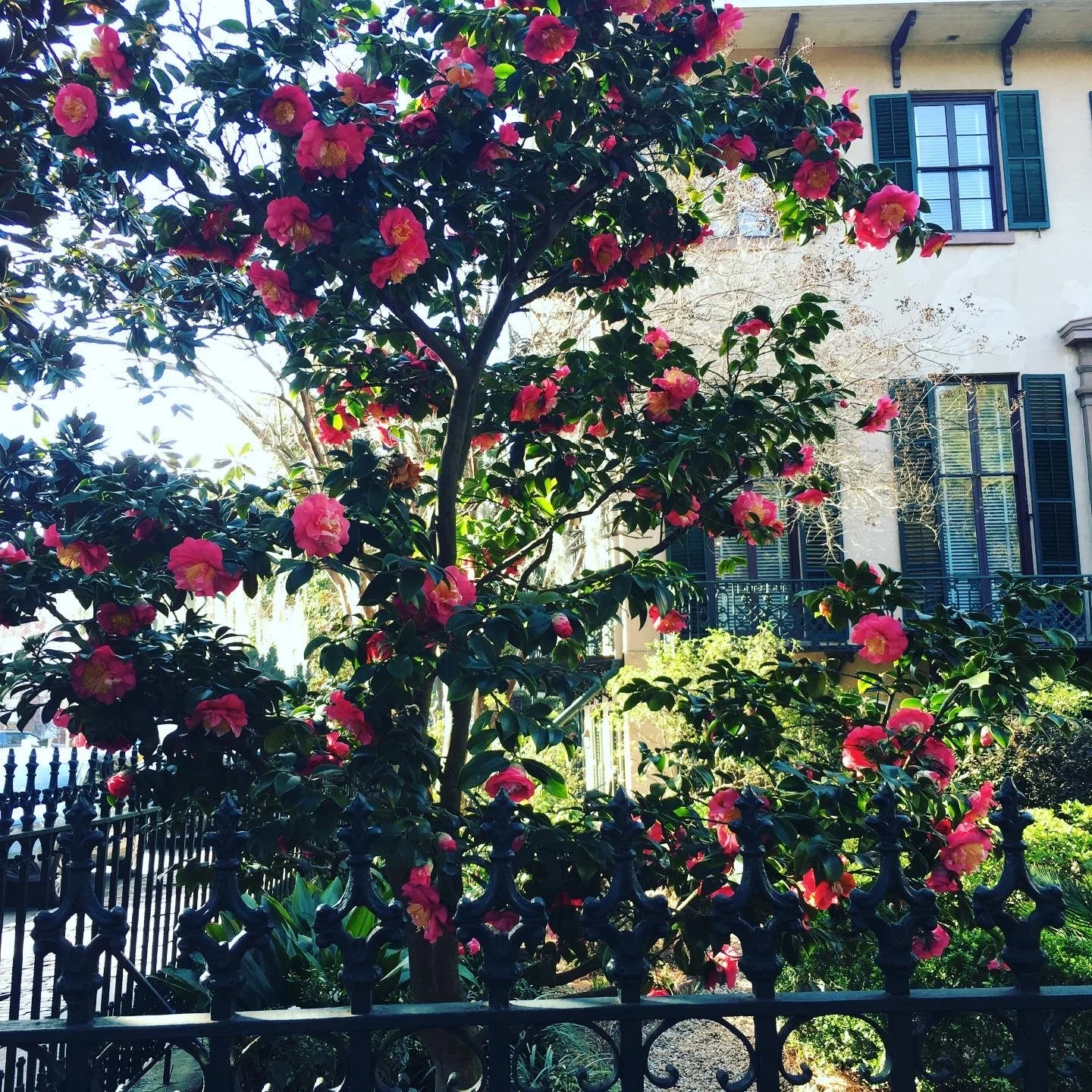 Camellia - Andrew Low Garden.JPG