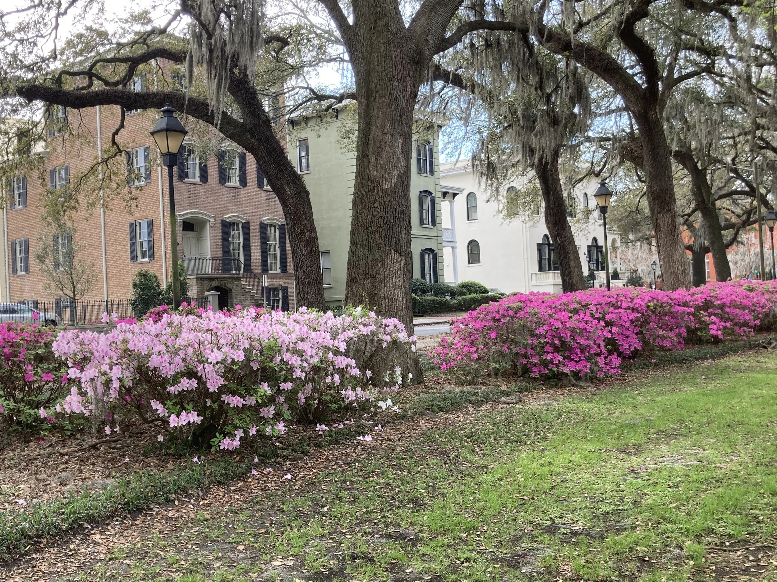 Azaleas - Scene 3.JPG