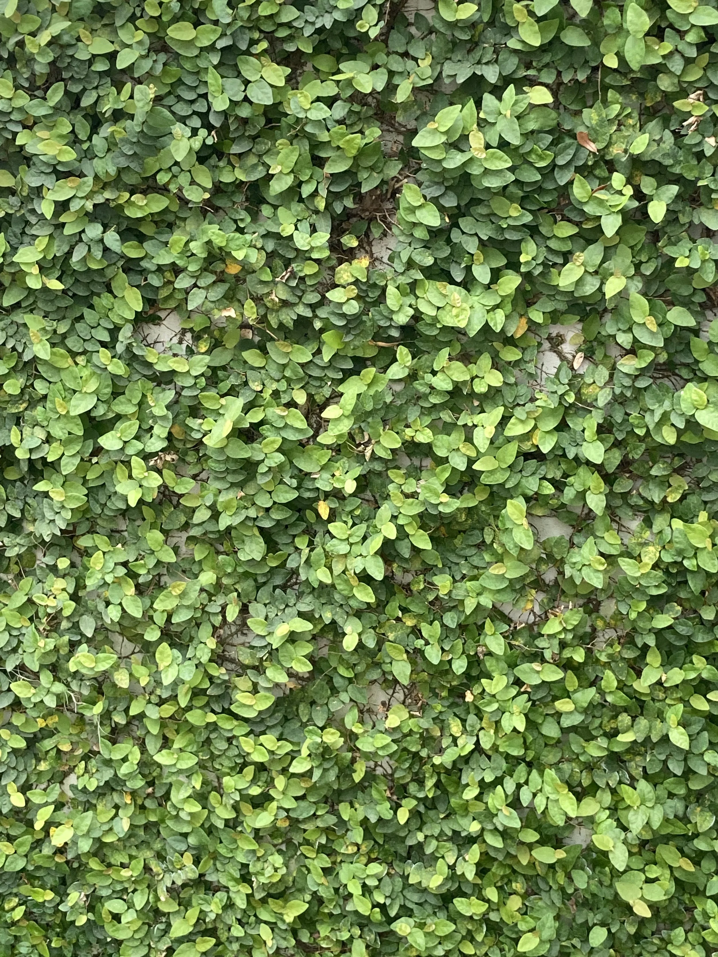Creeping Fig 3 Closeup.JPG