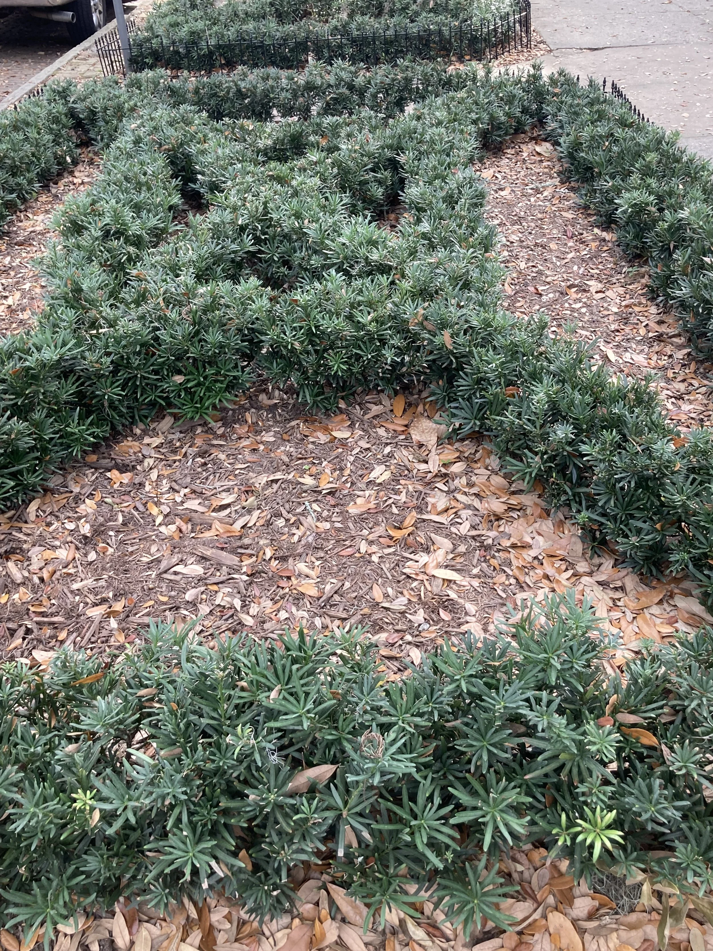 Knot Garden.JPG