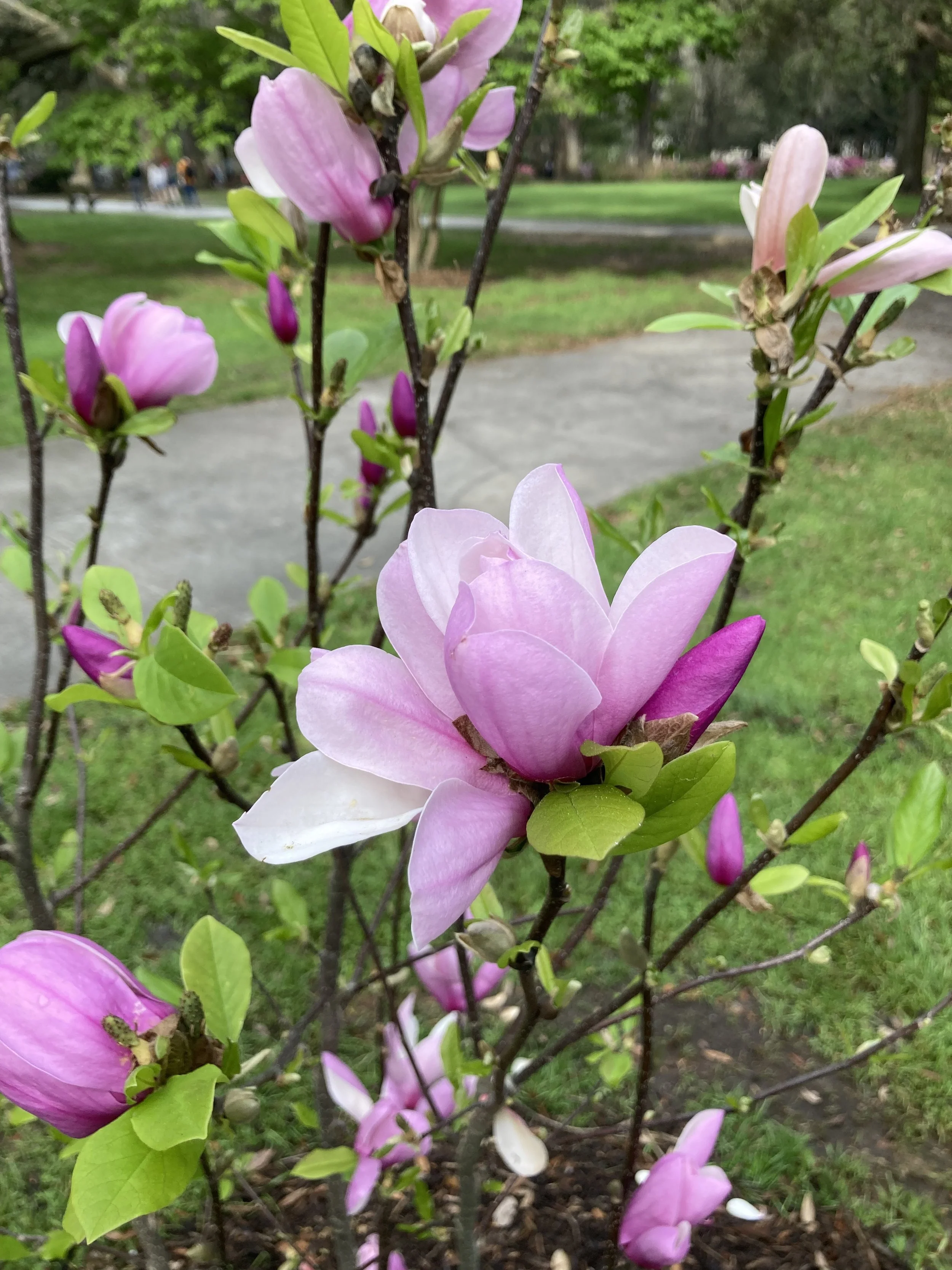 Japanese Magnolia 3 - Flower.JPG