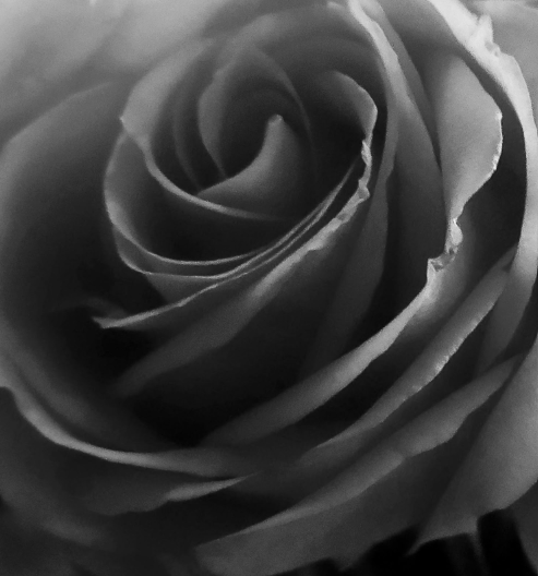 Black and White Rose