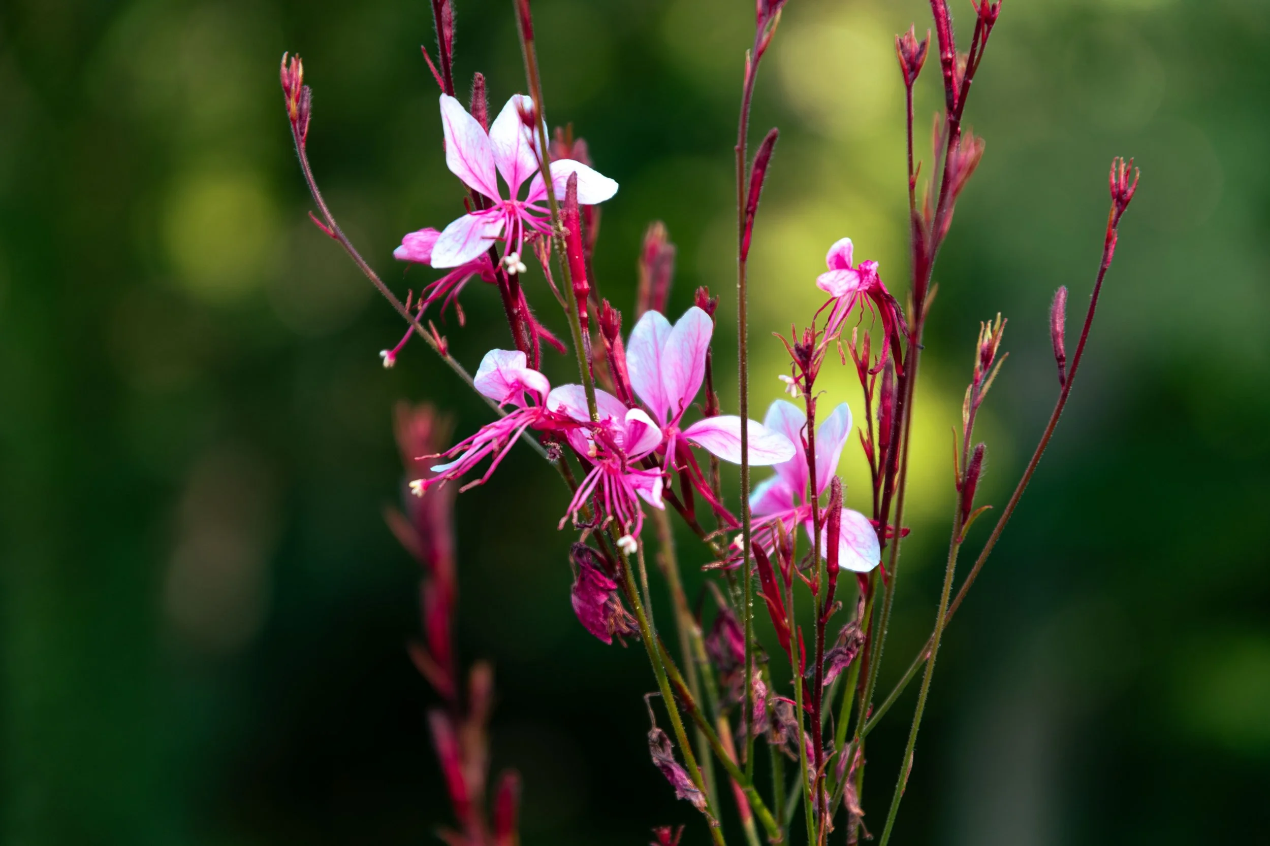 Backroad No. 07
Early Spring Off-Road
Fine art photograph by Yevette Lynn.
From the Appalachian Backroads® collection.
Created in 2026.
© 2026 Yevette Lynn Photography LLC
All rights reserved.