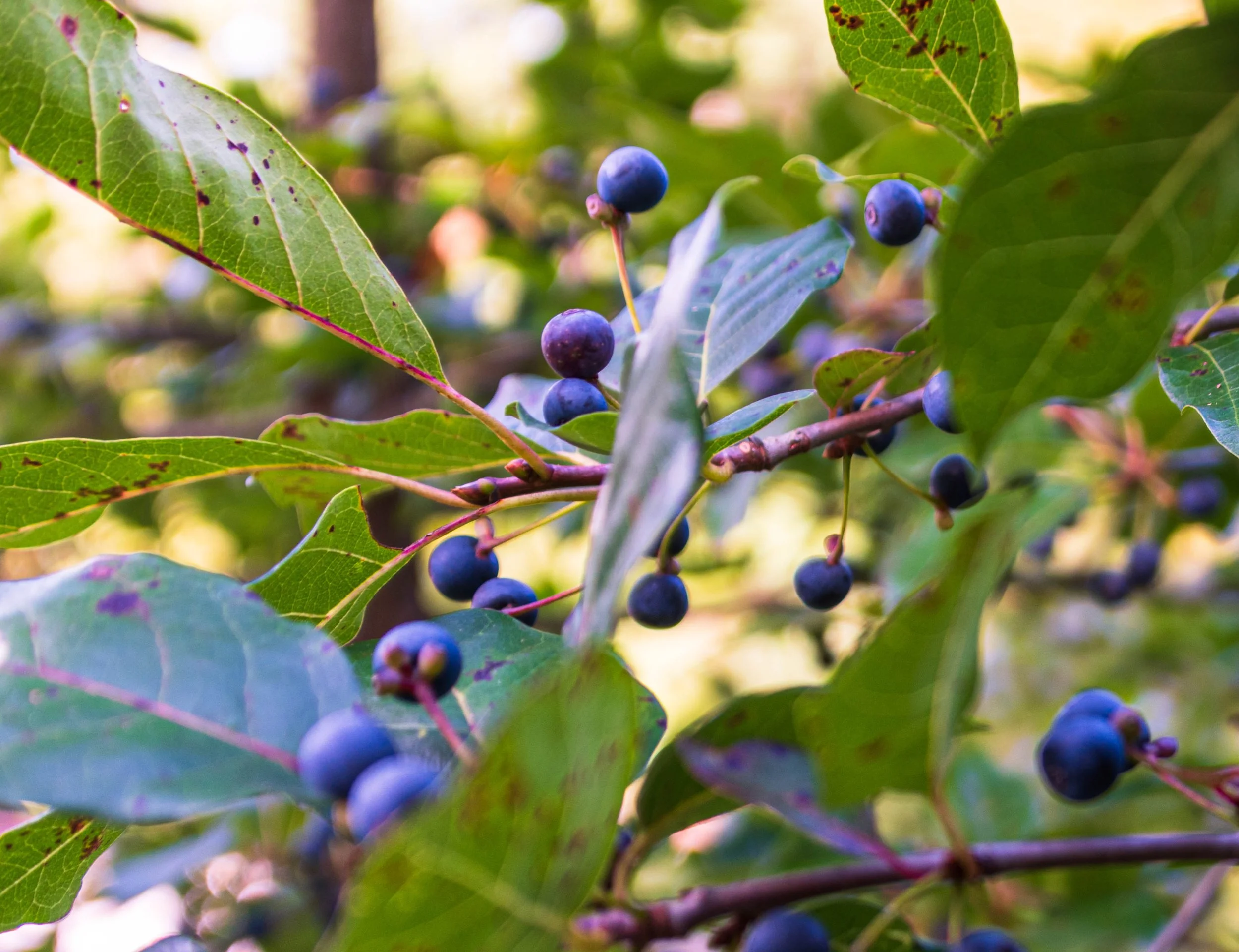 Backroad No. 09 — Huckleberry Growth