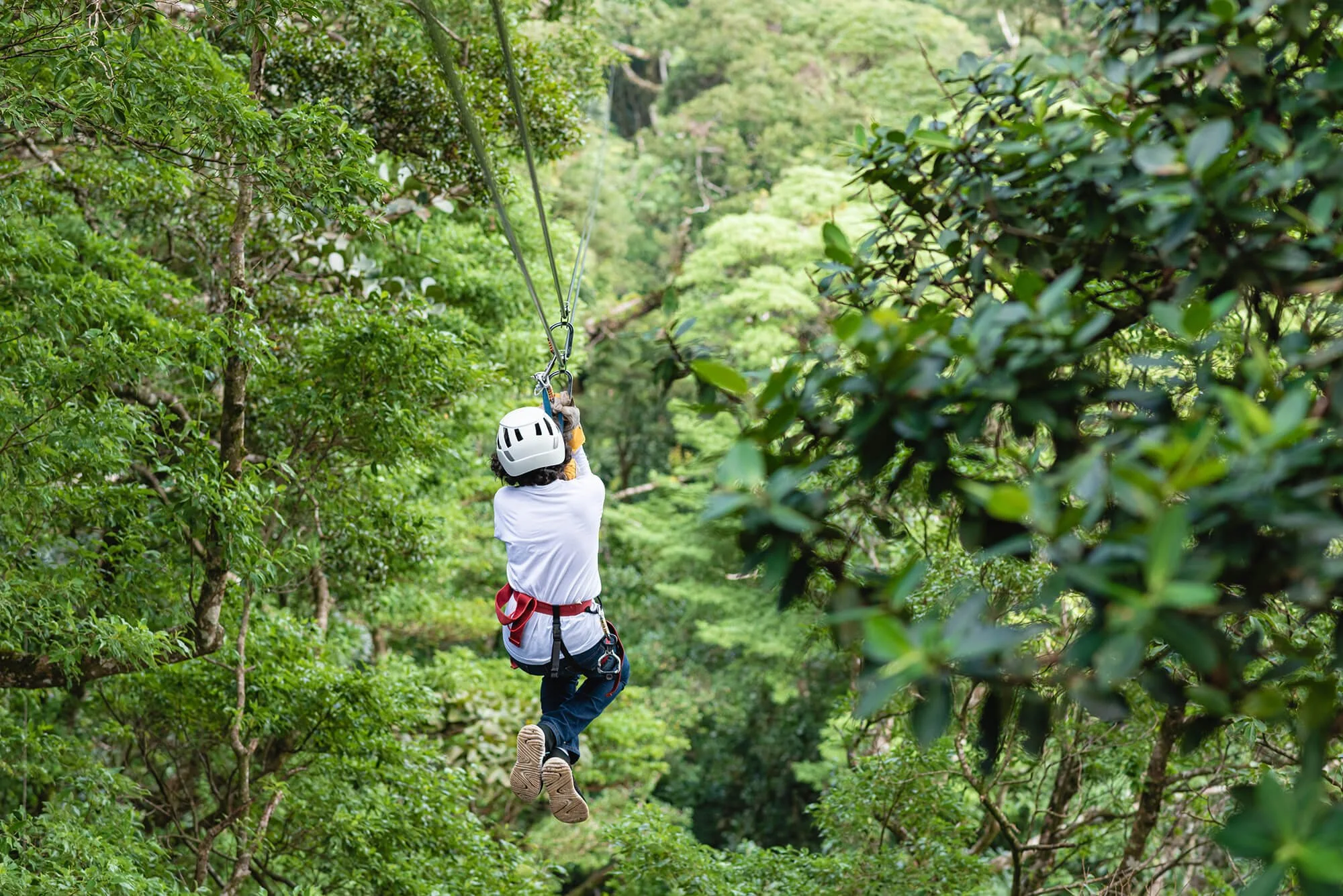 Person ziplining through a lush green forest wearing a helmet and harness.
