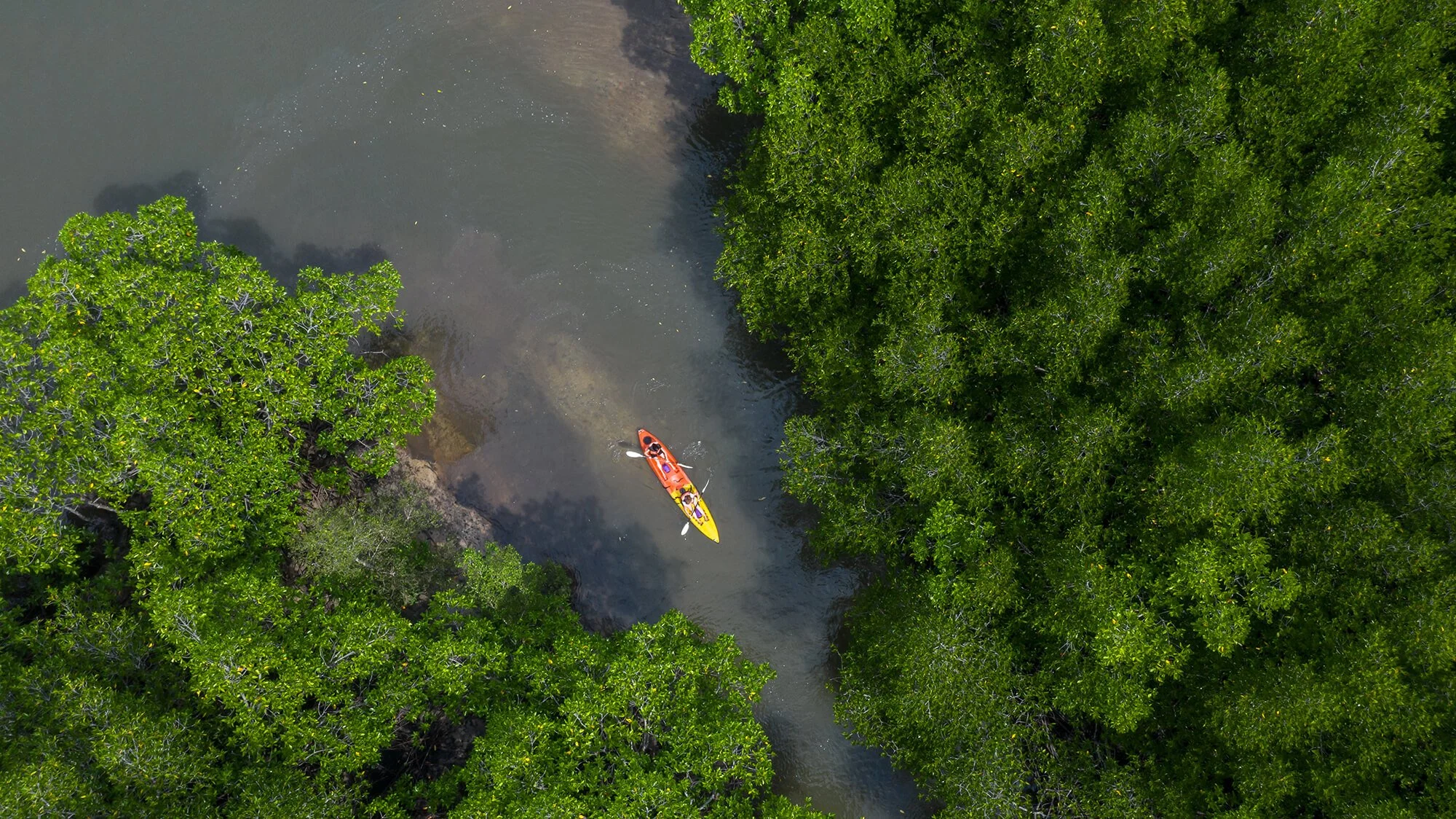 An aerial view of a person kayaking on a narrow waterway surrounded by dense, green mangrove trees.
