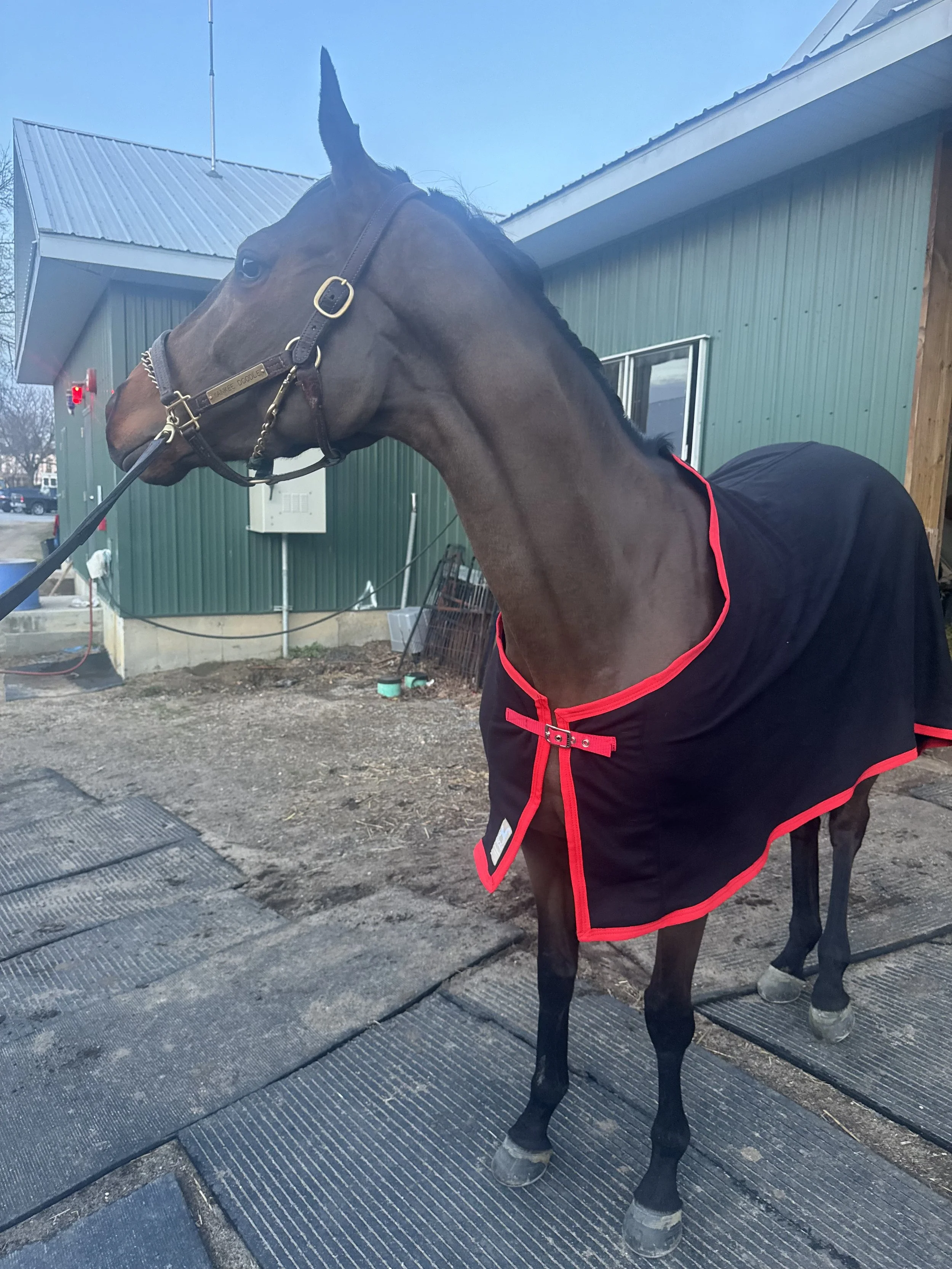 Picture of Yankee Doodle