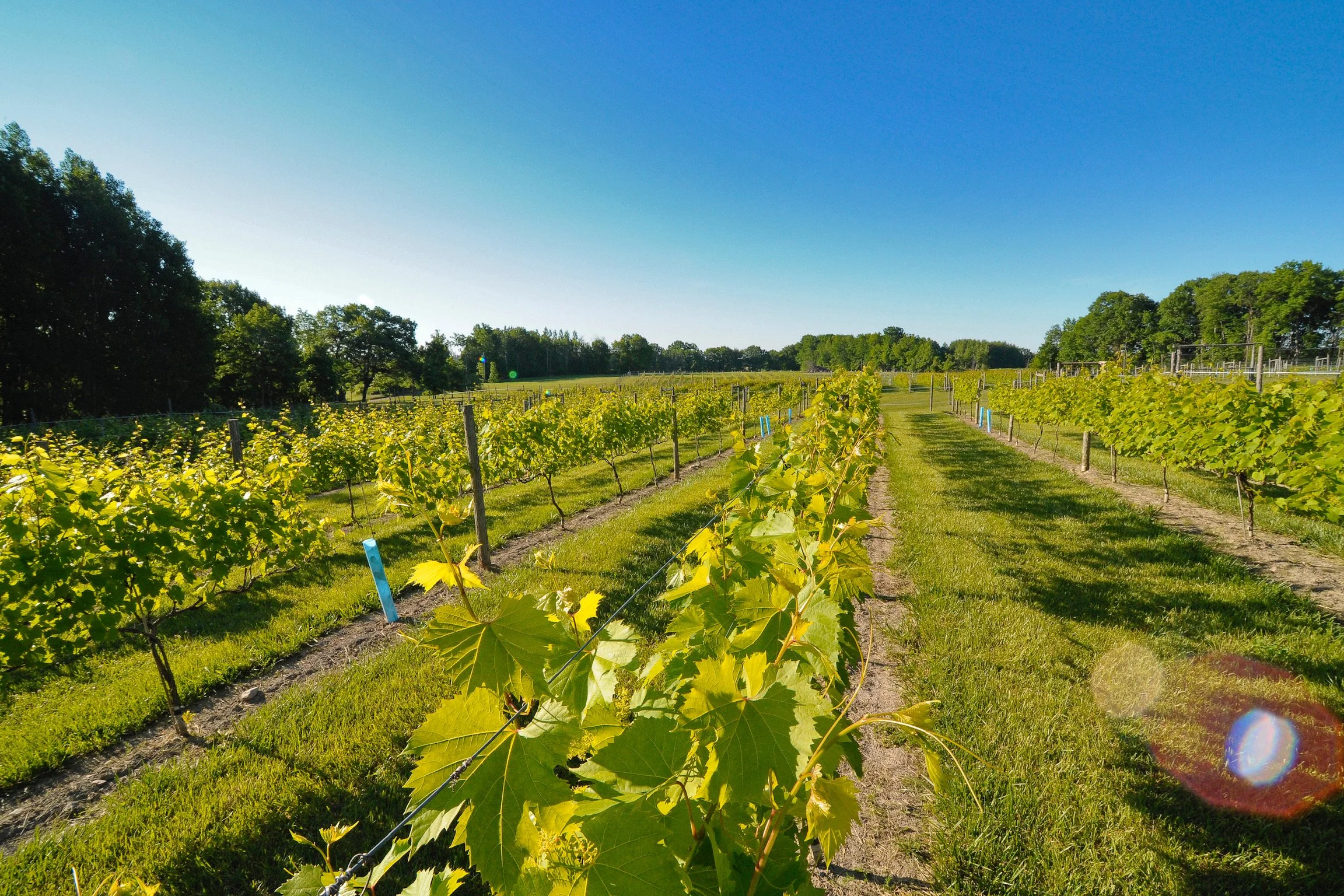 Story — Grindstone Island Winery
