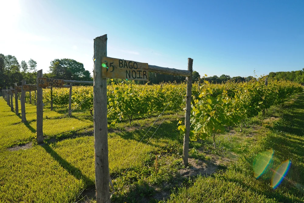 Story — Grindstone Island Winery