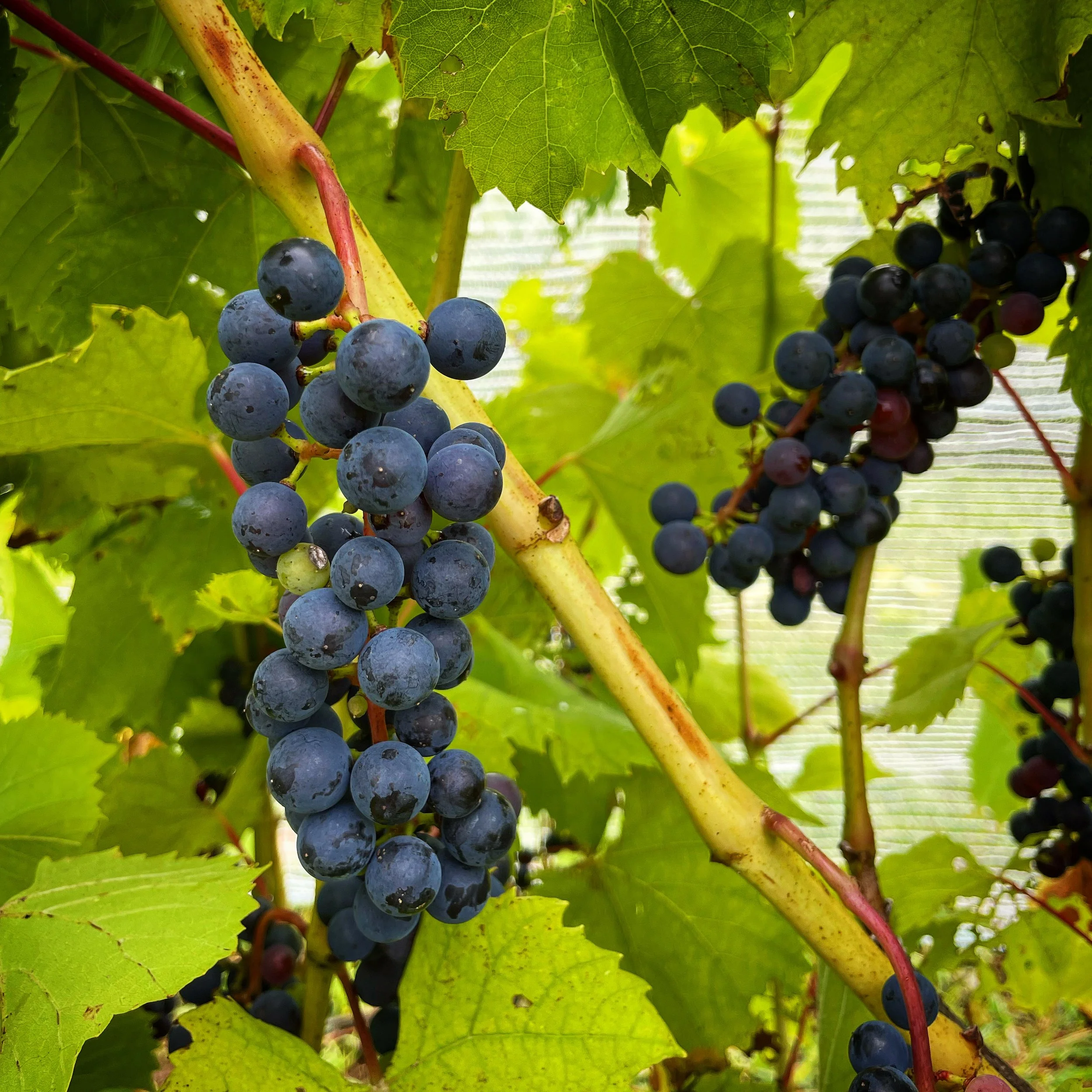 Story — Grindstone Island Winery