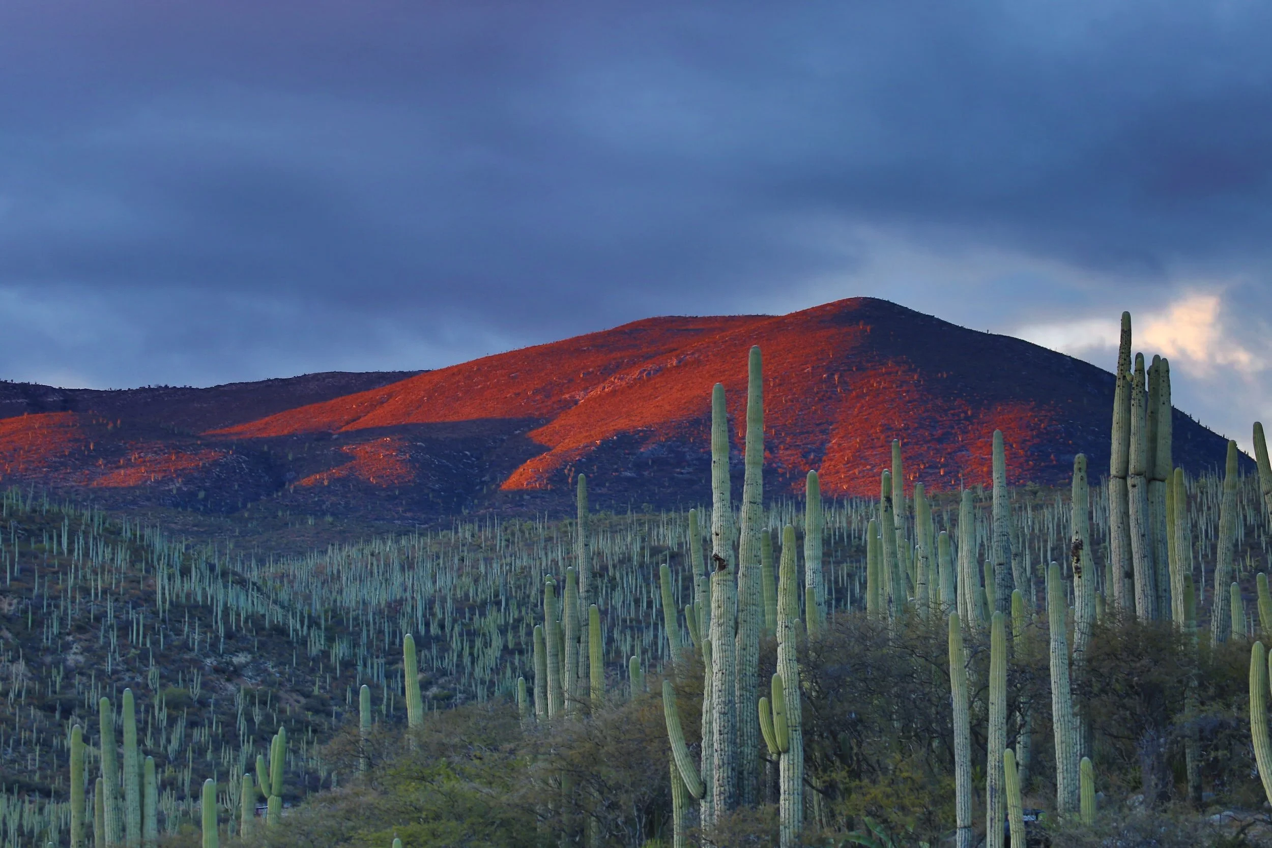 desert sunrie senic view with cactus forest in the for front