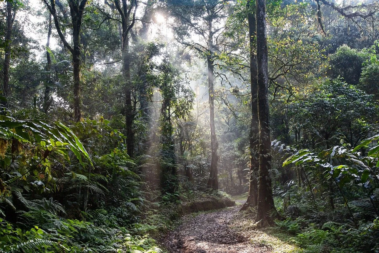 4 OUT OF 5 WORKED: WHY THE IMPACT OF FOREST CARBON CREDITS IS STILL CREDIBLE
