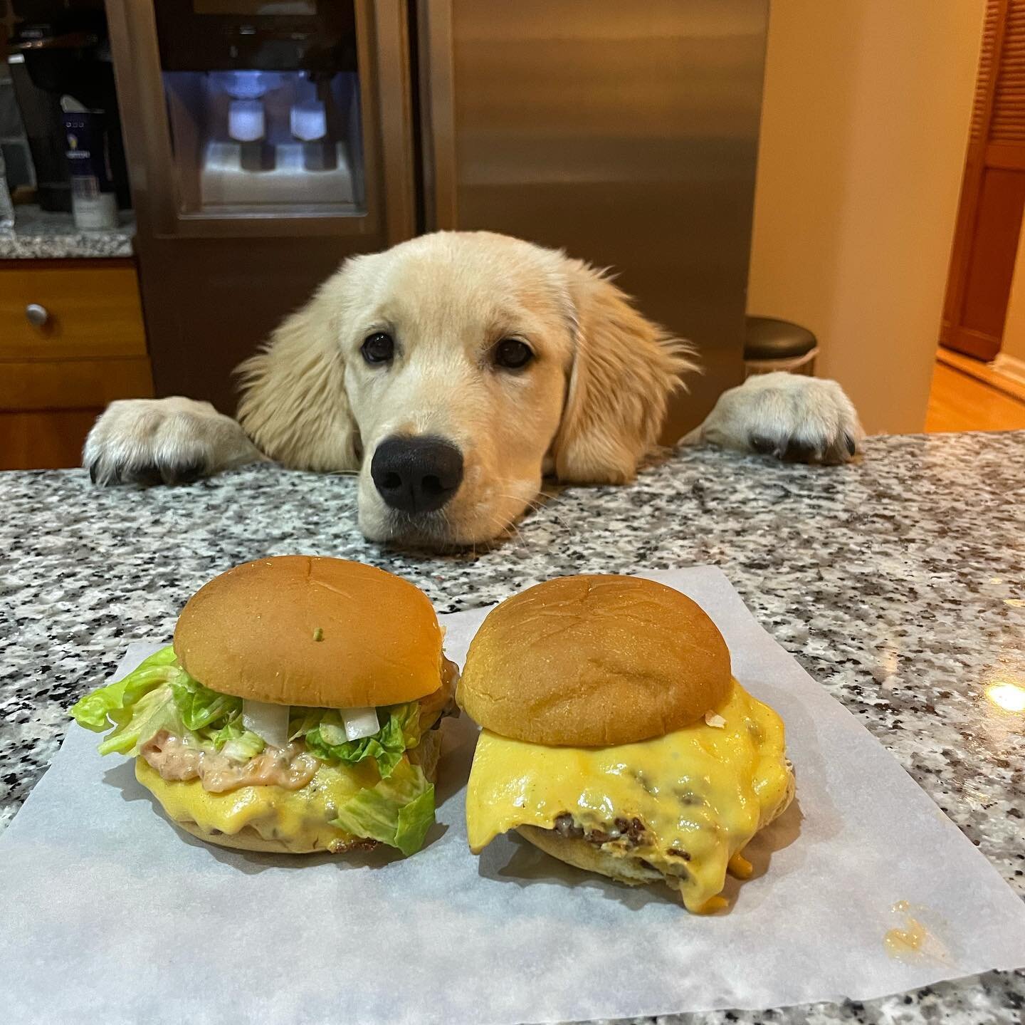 Lambeau approves of the new slider recipe! 🍔 💤 #Knockout