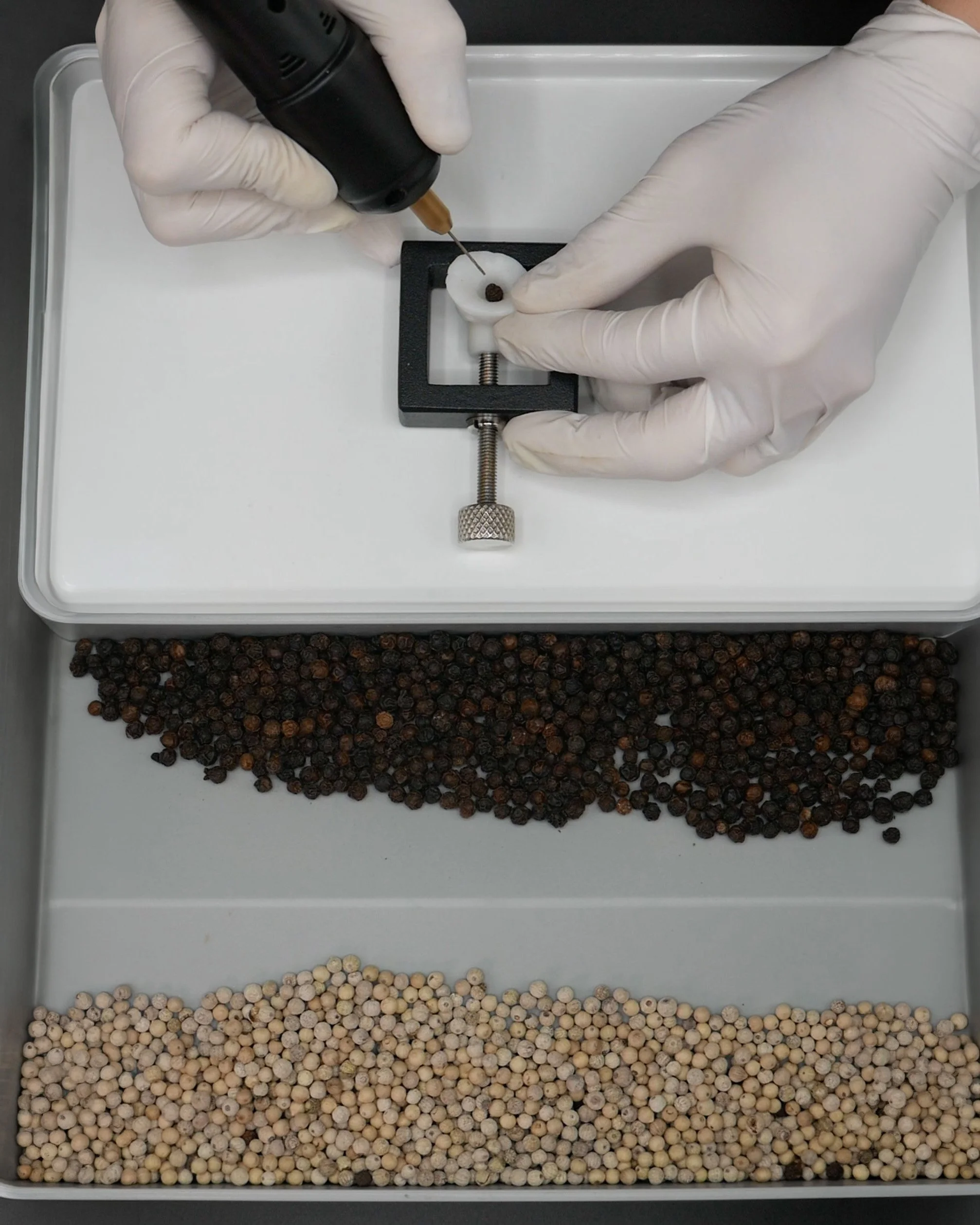 Lab photo: Martin Lenclos piercing holes in the peppercorns before inserting the string.
