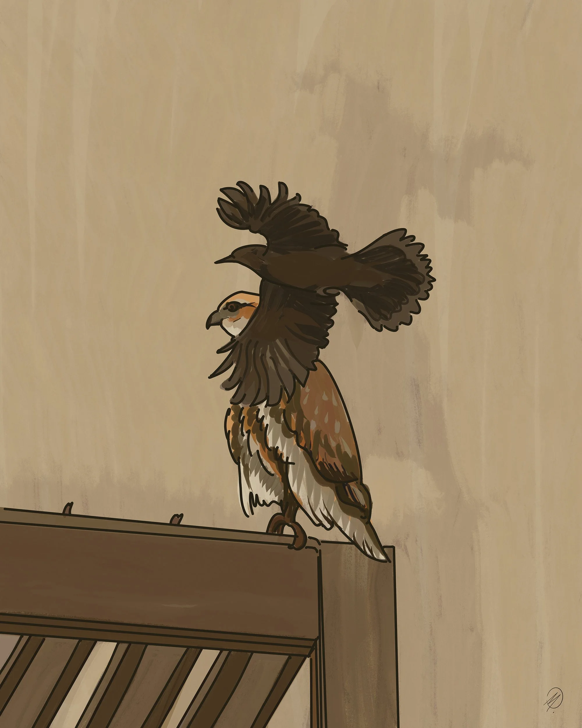 A drawing by Martin Lenclos depicting a situation he witnessed in front of his house when a mockingbird passed right in front of the face of a red tail hawk sitting on the roof in front of his house.