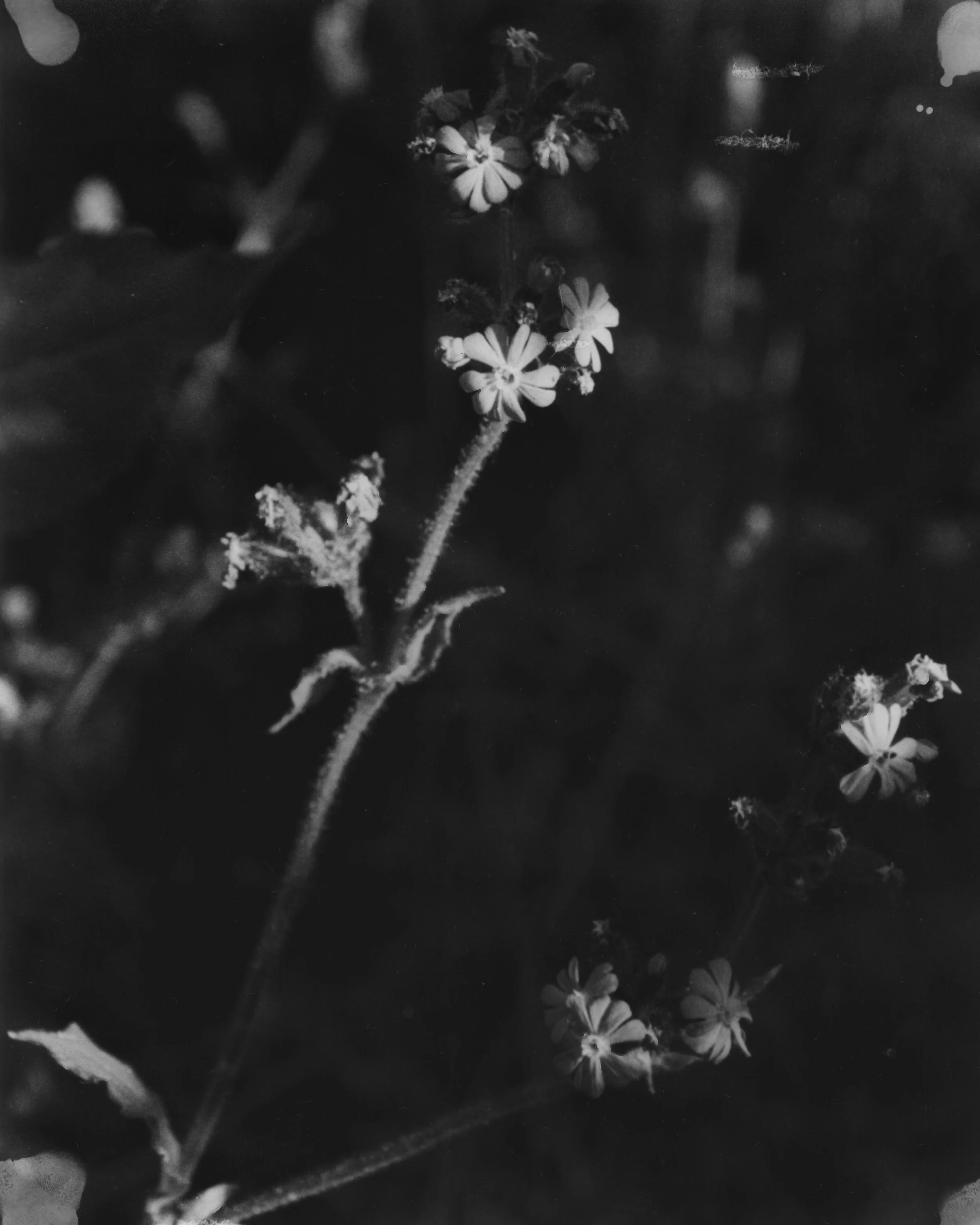 05.07.25_FFS PRINTS_Hi Res_6.jpg