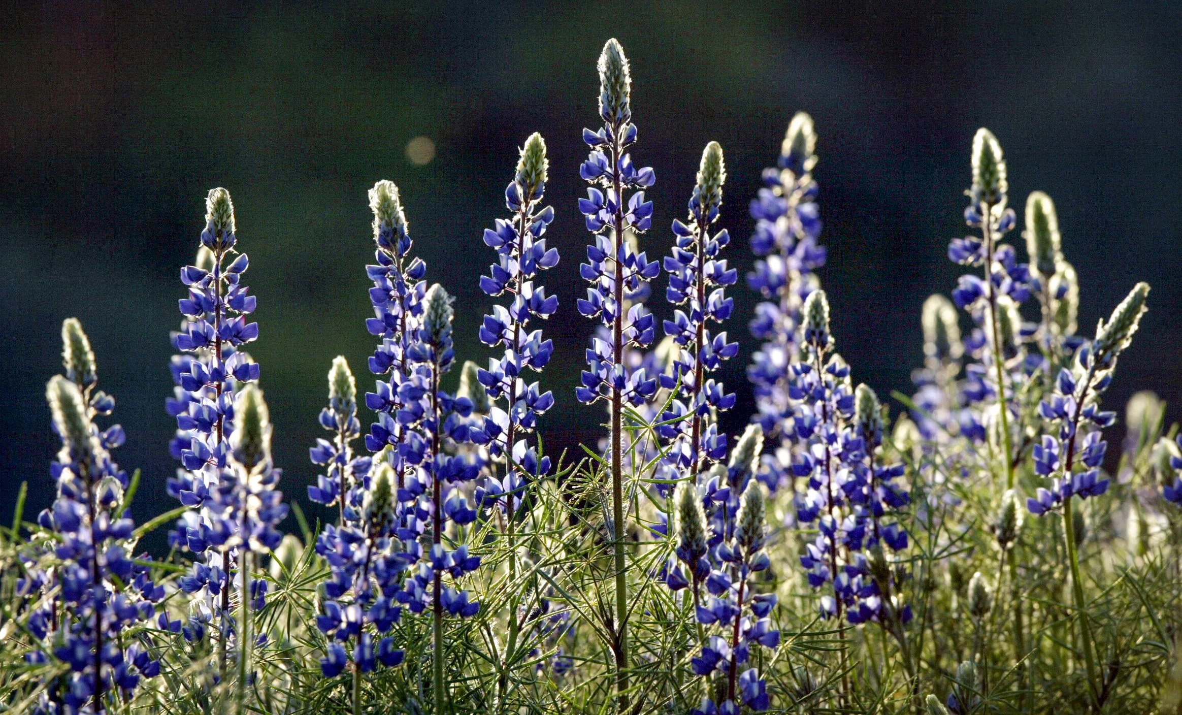 LIF CEK WILDFLOWERS4.JPG