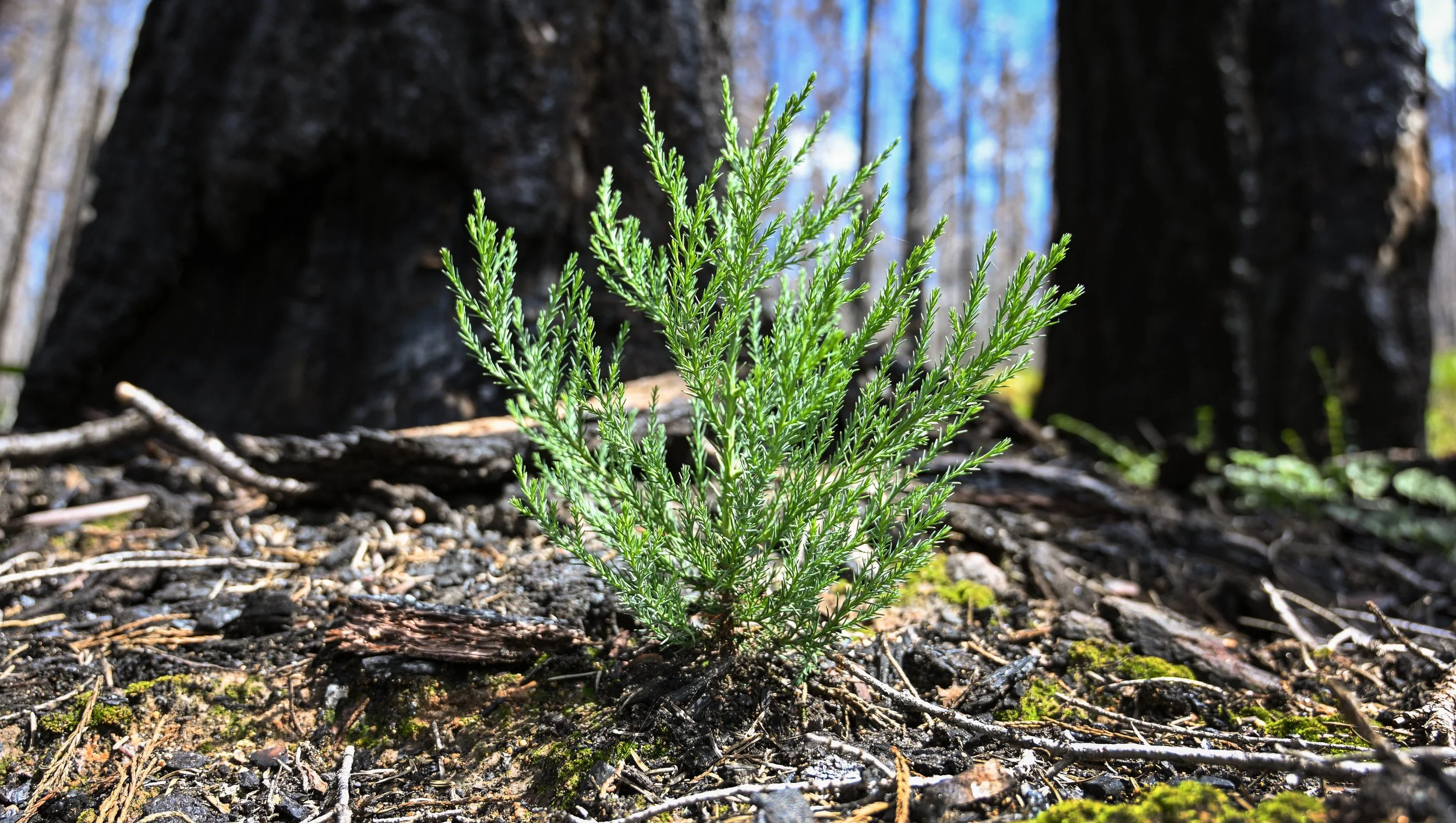 FRS_warszawski_redwoodmountaingrove03092.JPG