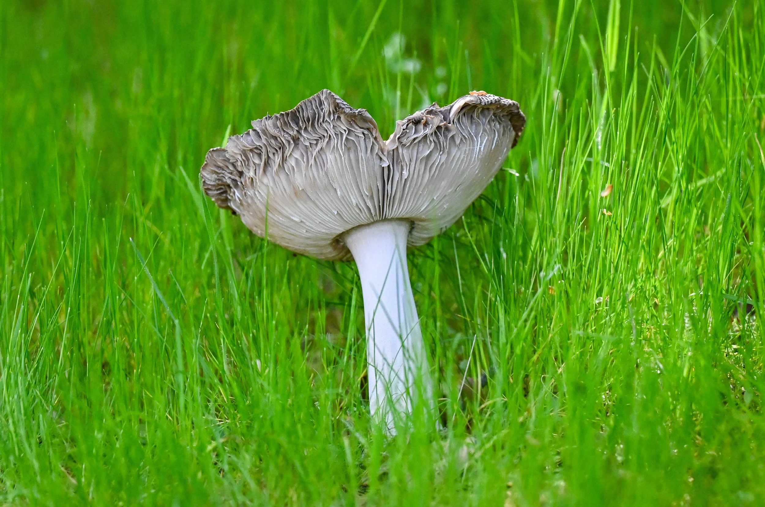 FRS_warszawski_mushroomhike_05.JPG