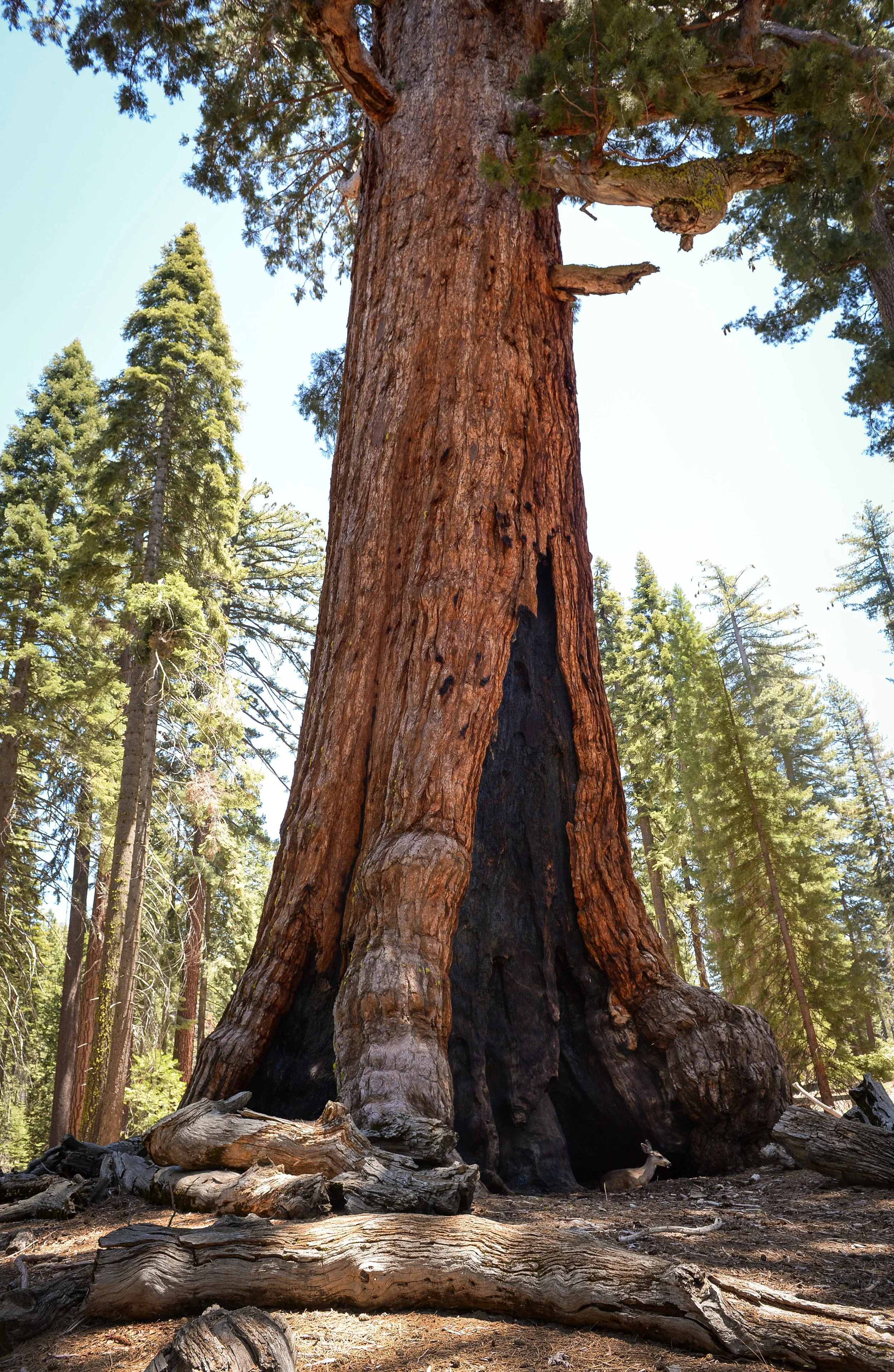 mariposa_grove_0614_01.JPG
