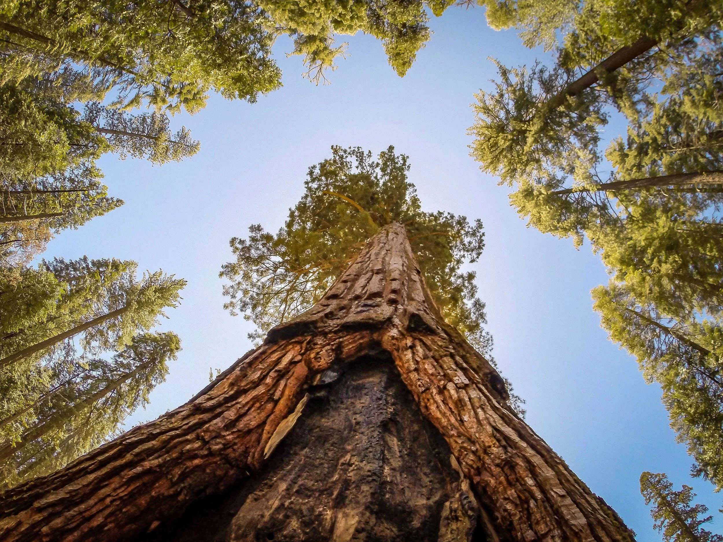 mariposa_grove_0614_02.JPG